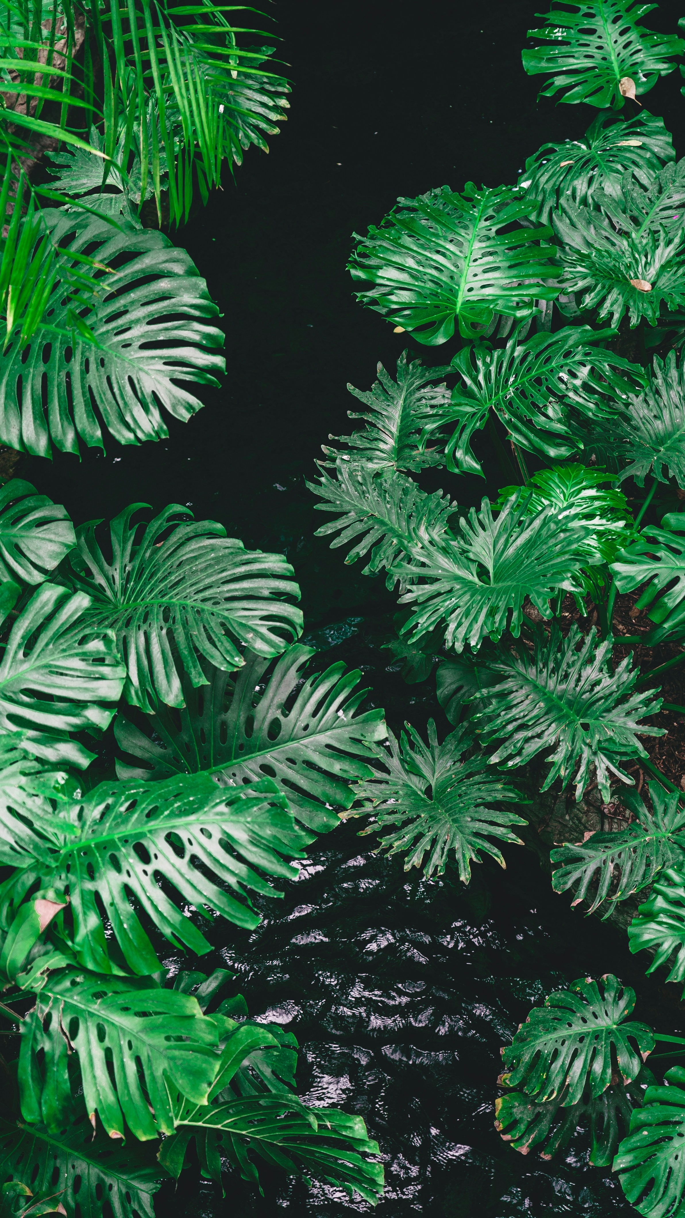 Wallpapers