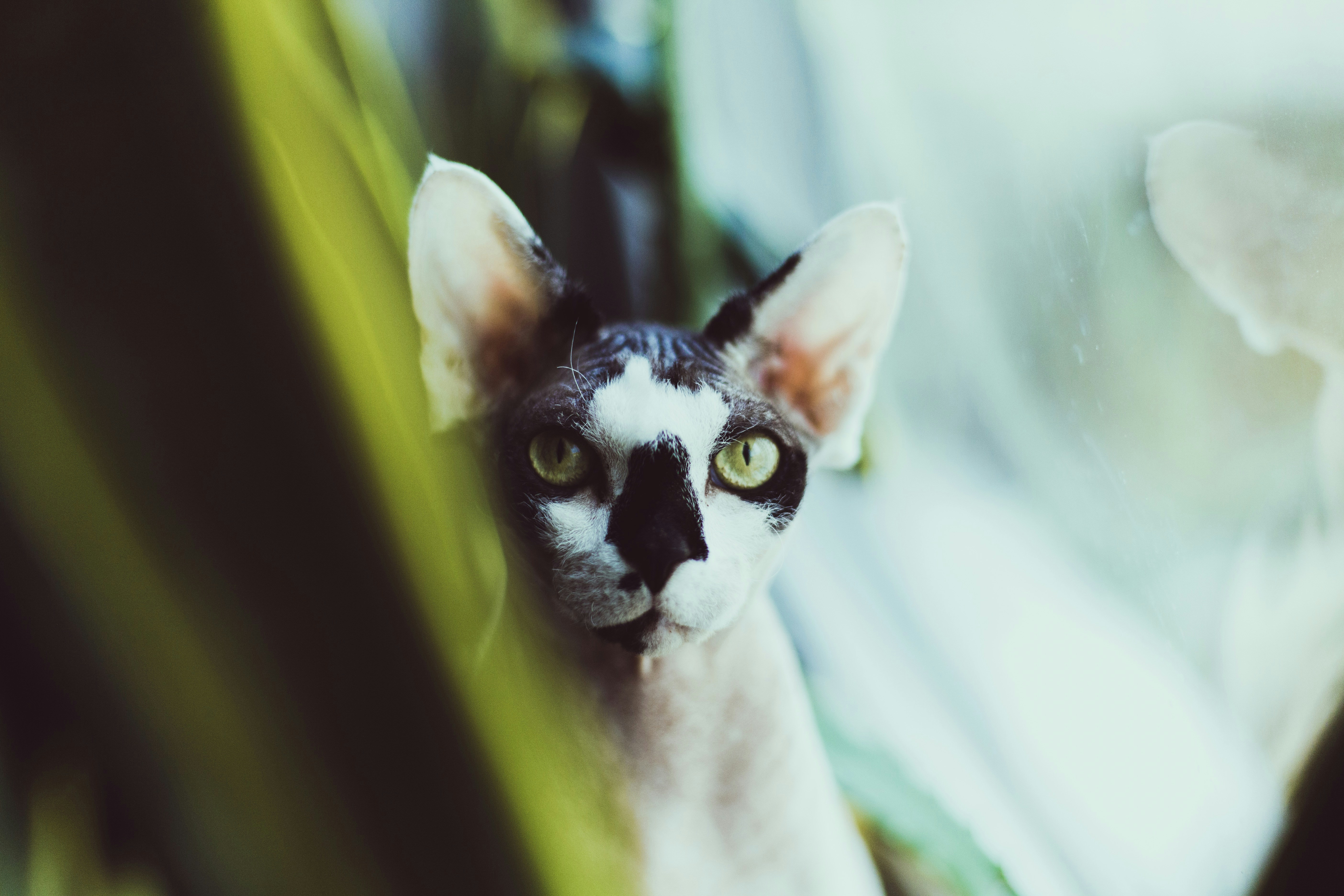 Peeking Sphynx Cat