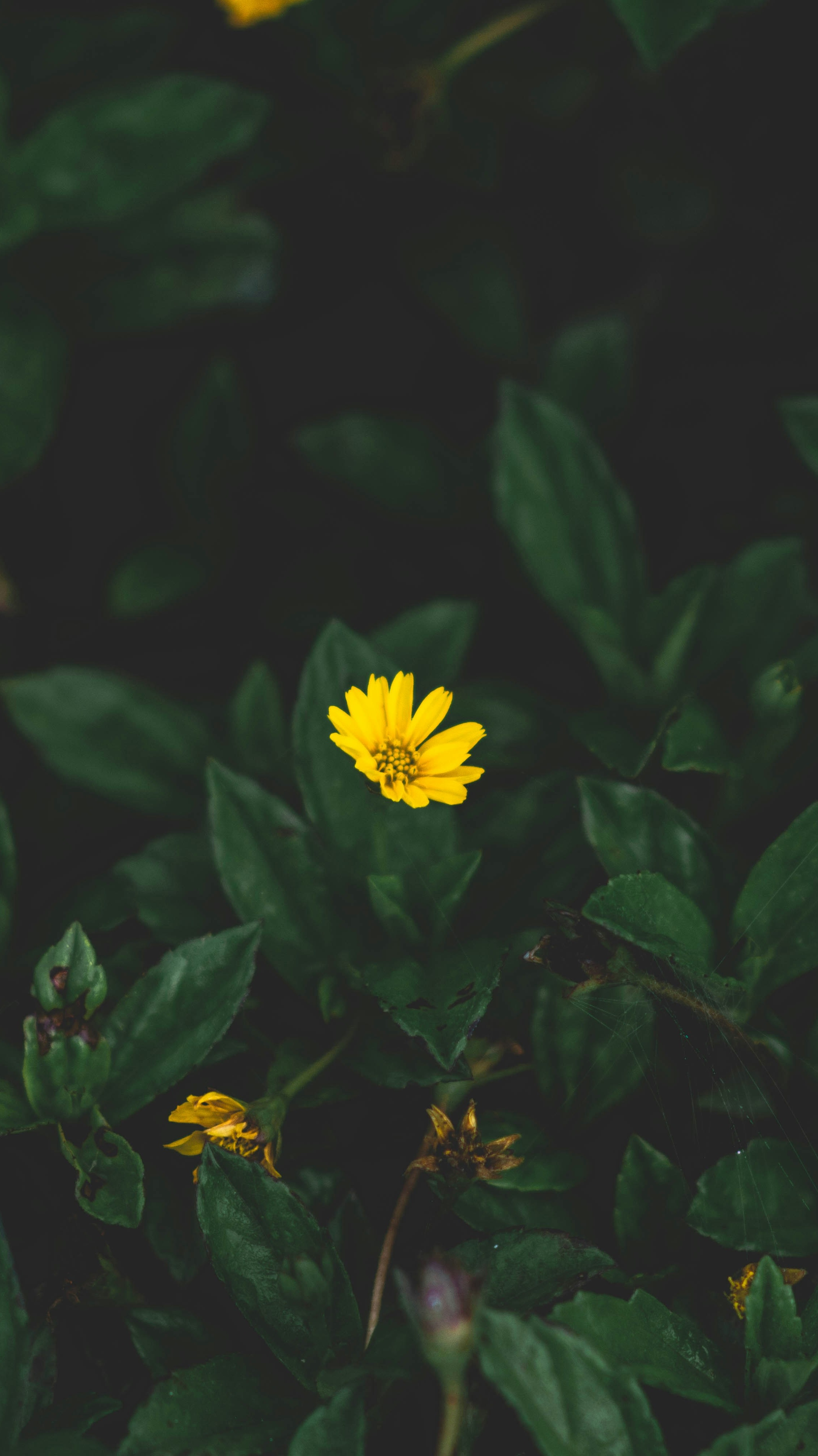Wallpapers