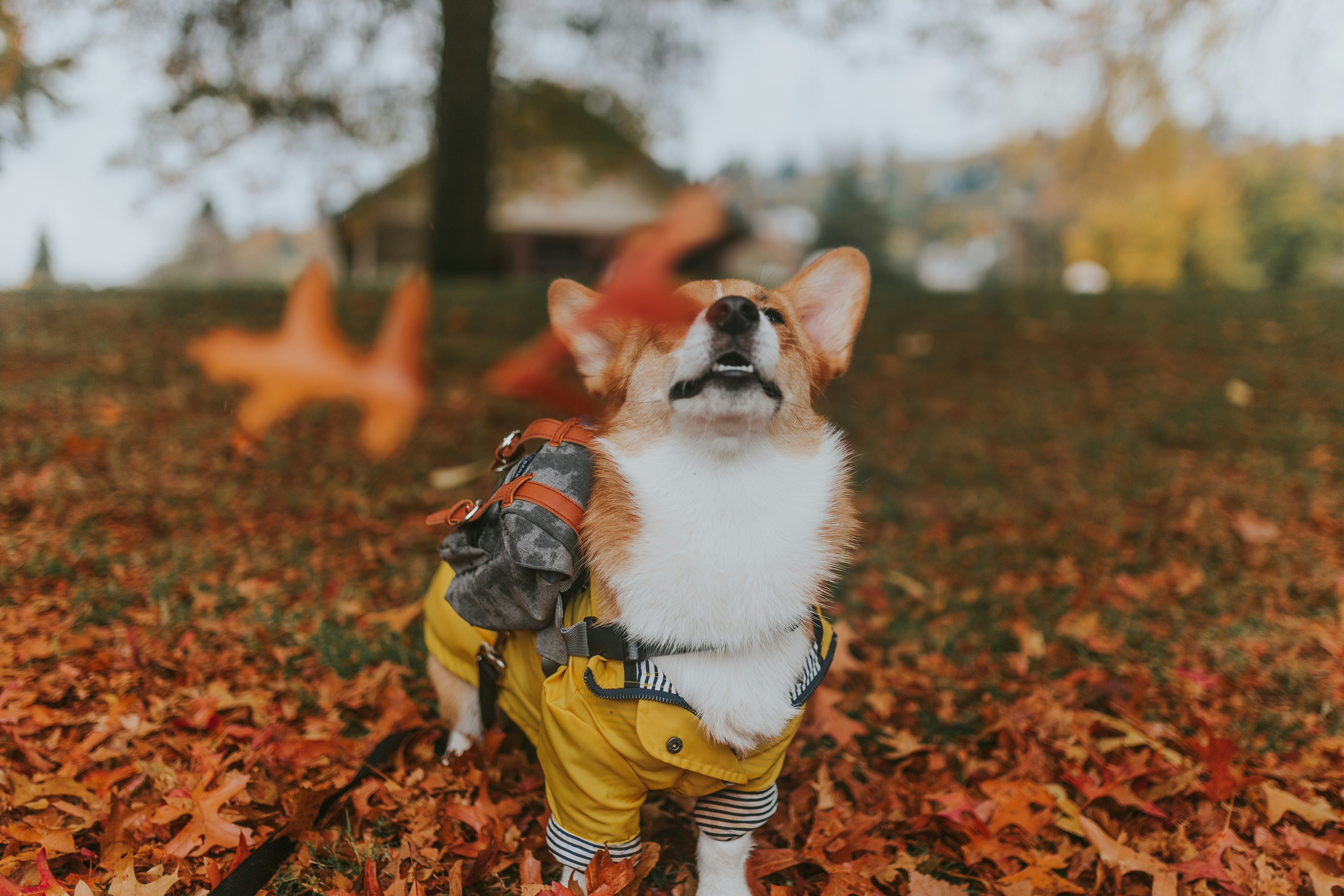 Corgi Playing In Autumn Leaves