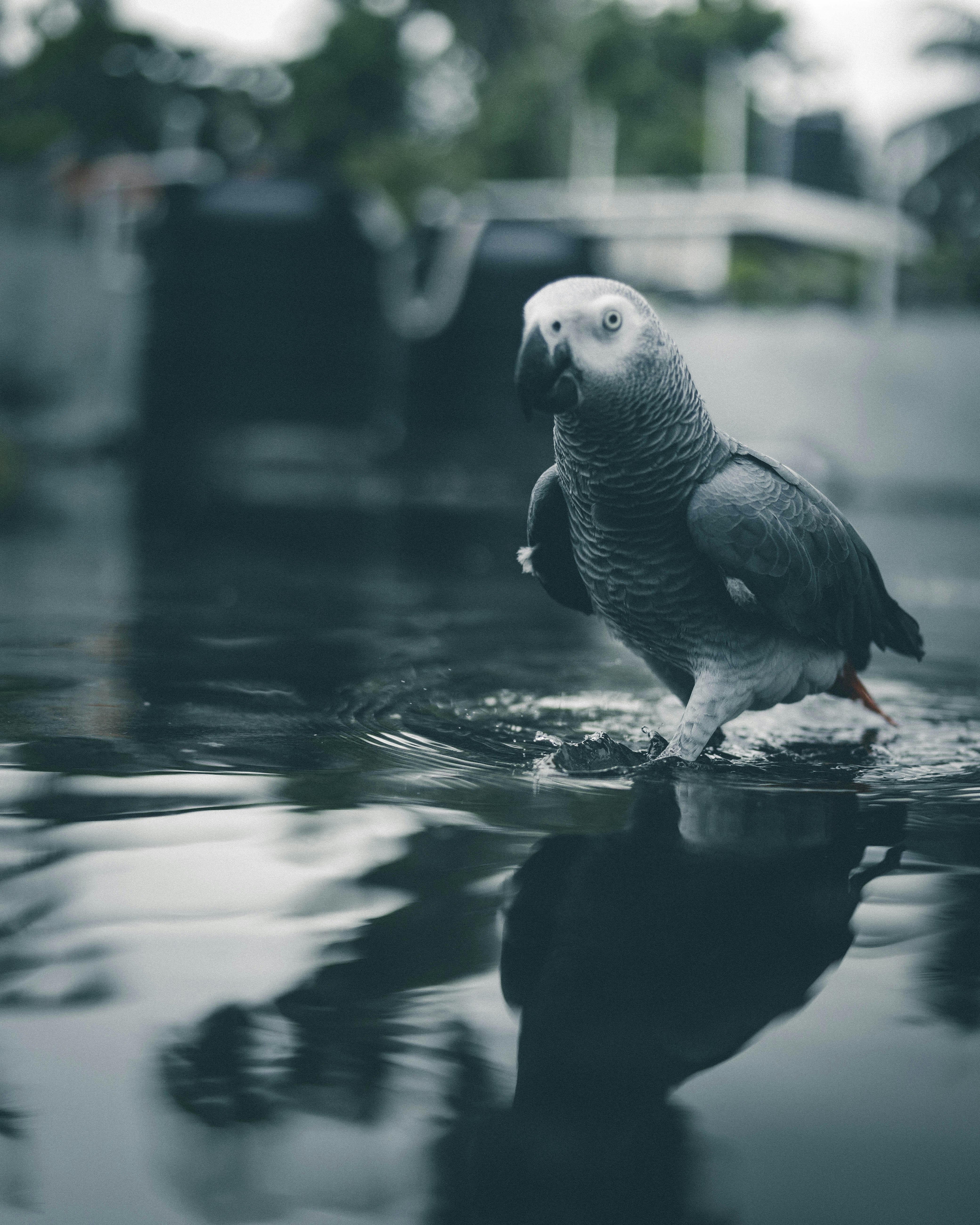 Grey Parrot Standing in Water