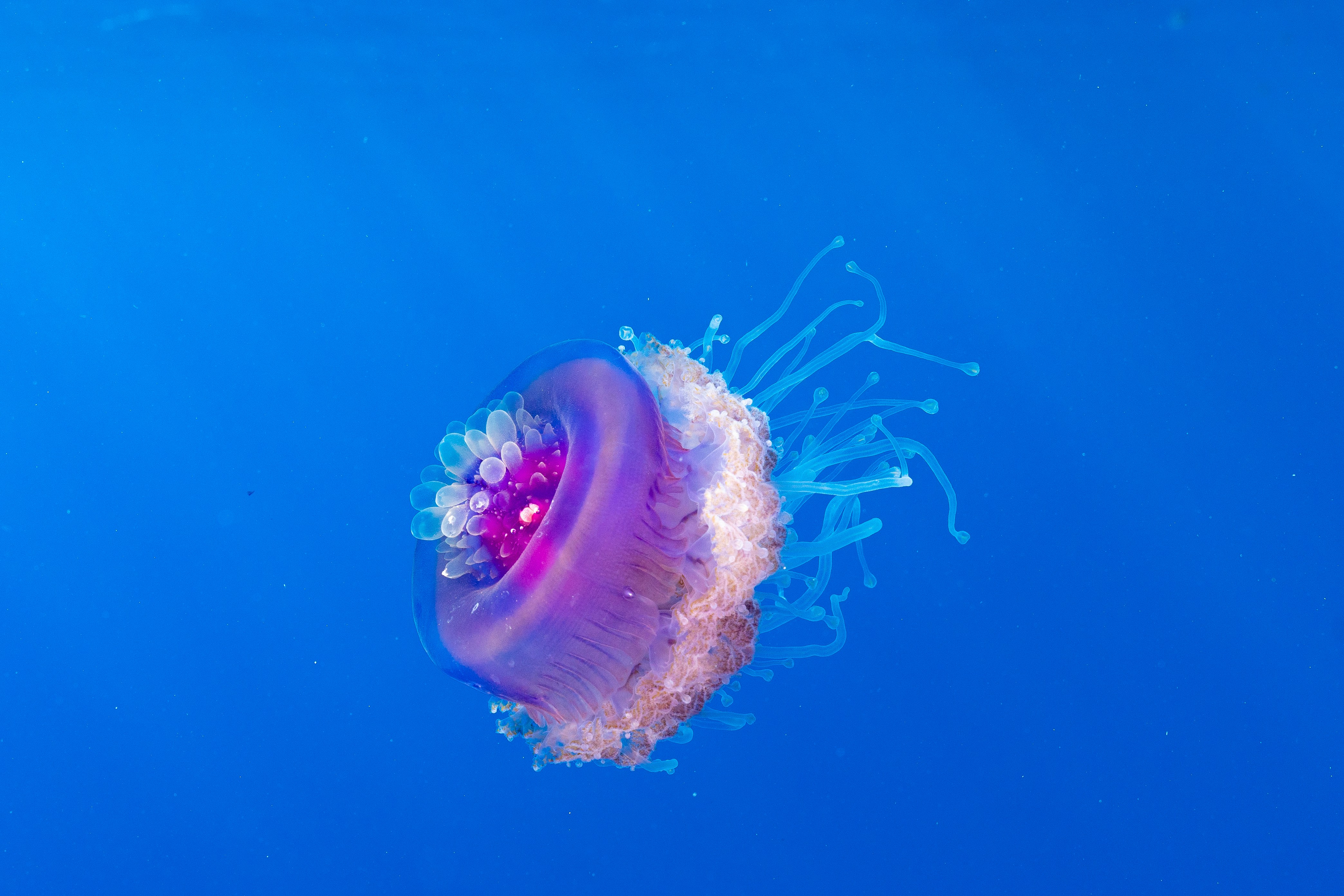 Purple Jellyfish in Blue Sea