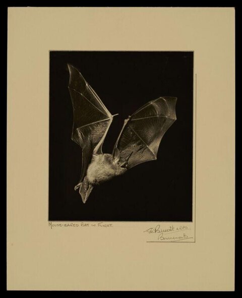 Mouse-eared Bat in Flight