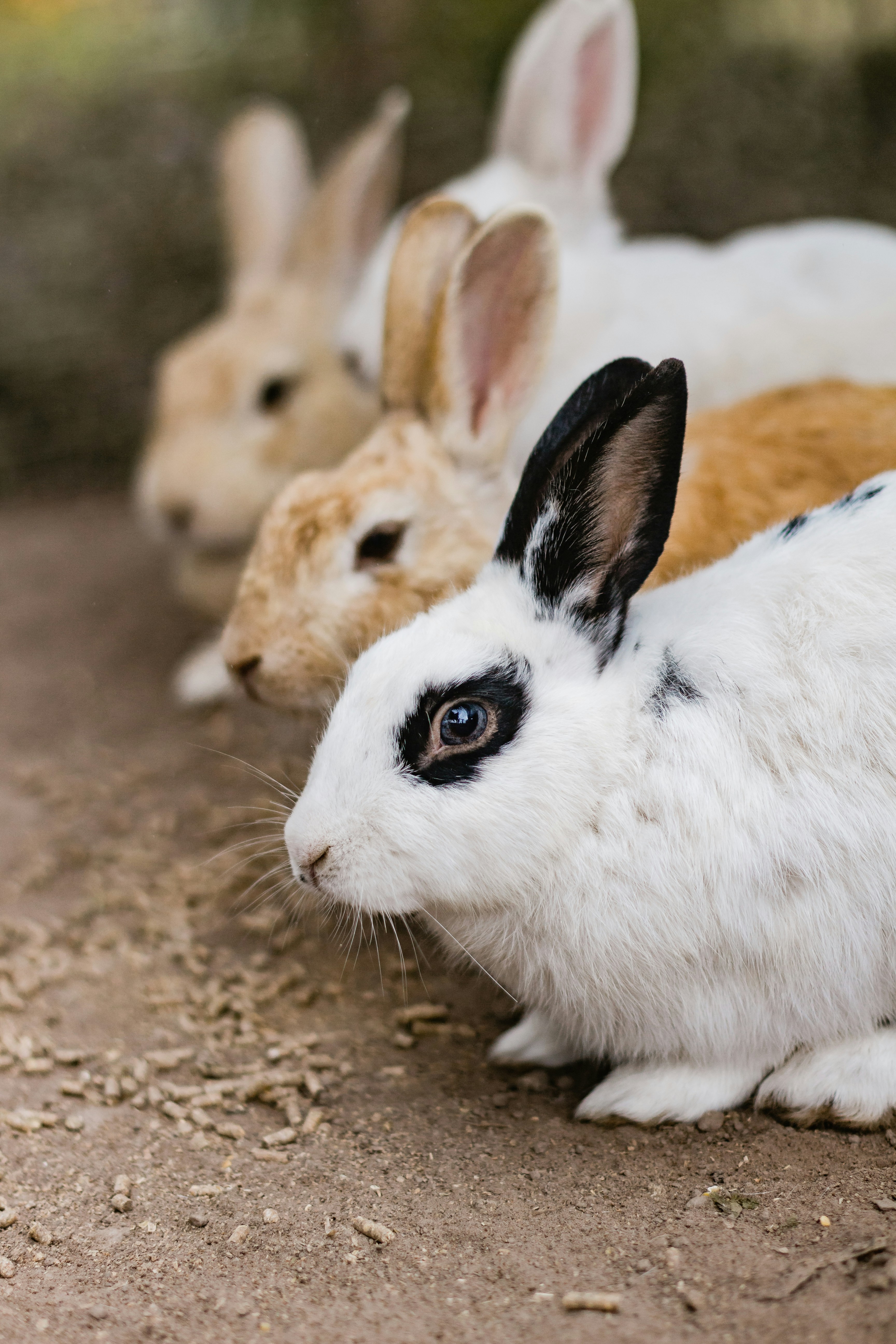 Four Rabbits Sitting In A Row