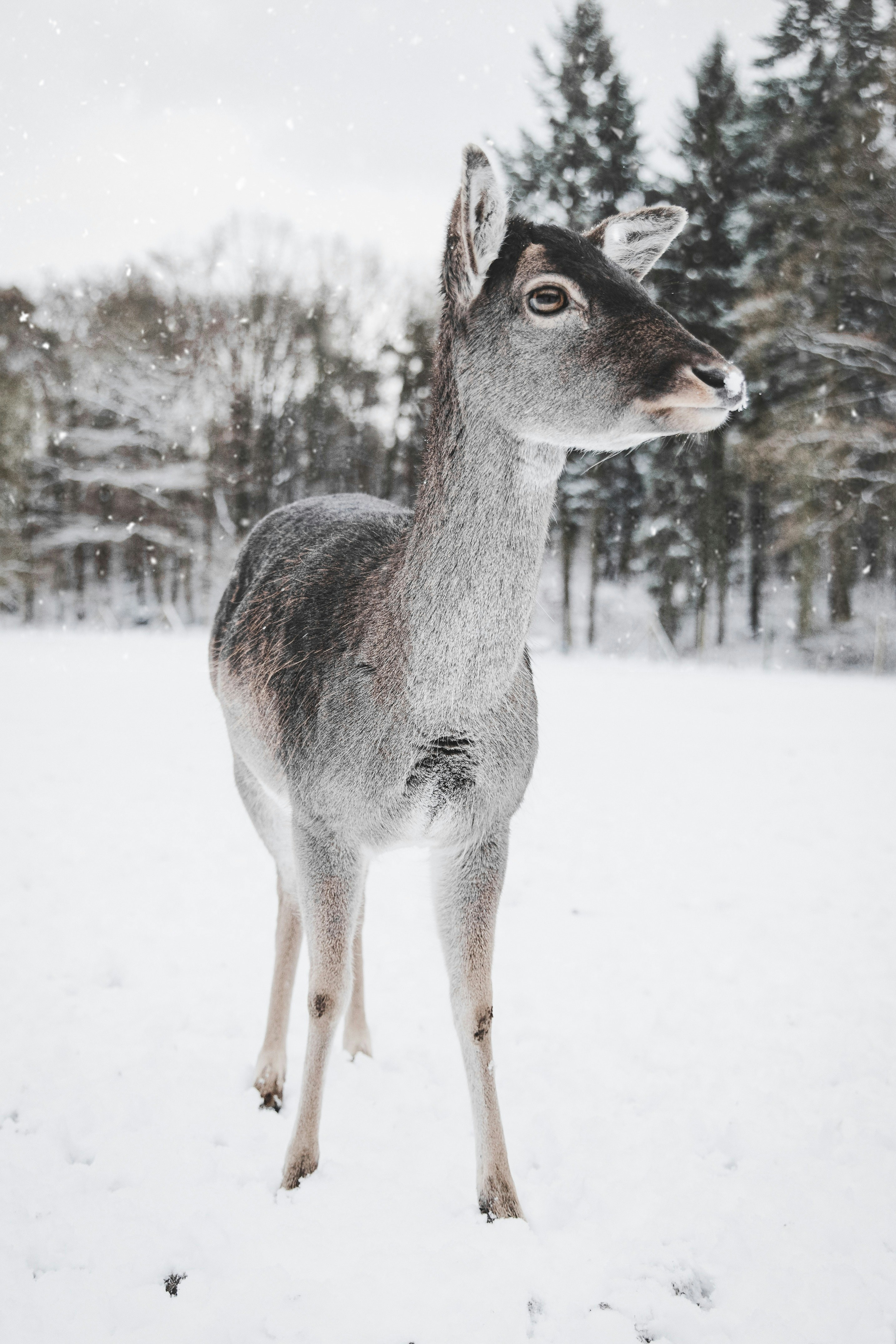 Fallow Deer In Winter Snow
