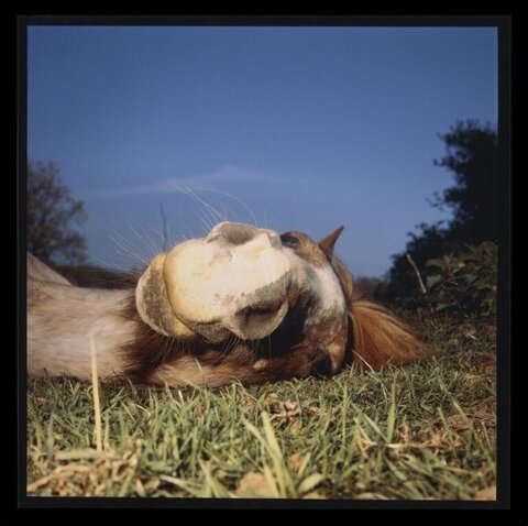 Horse Resting On Grass Outdoors