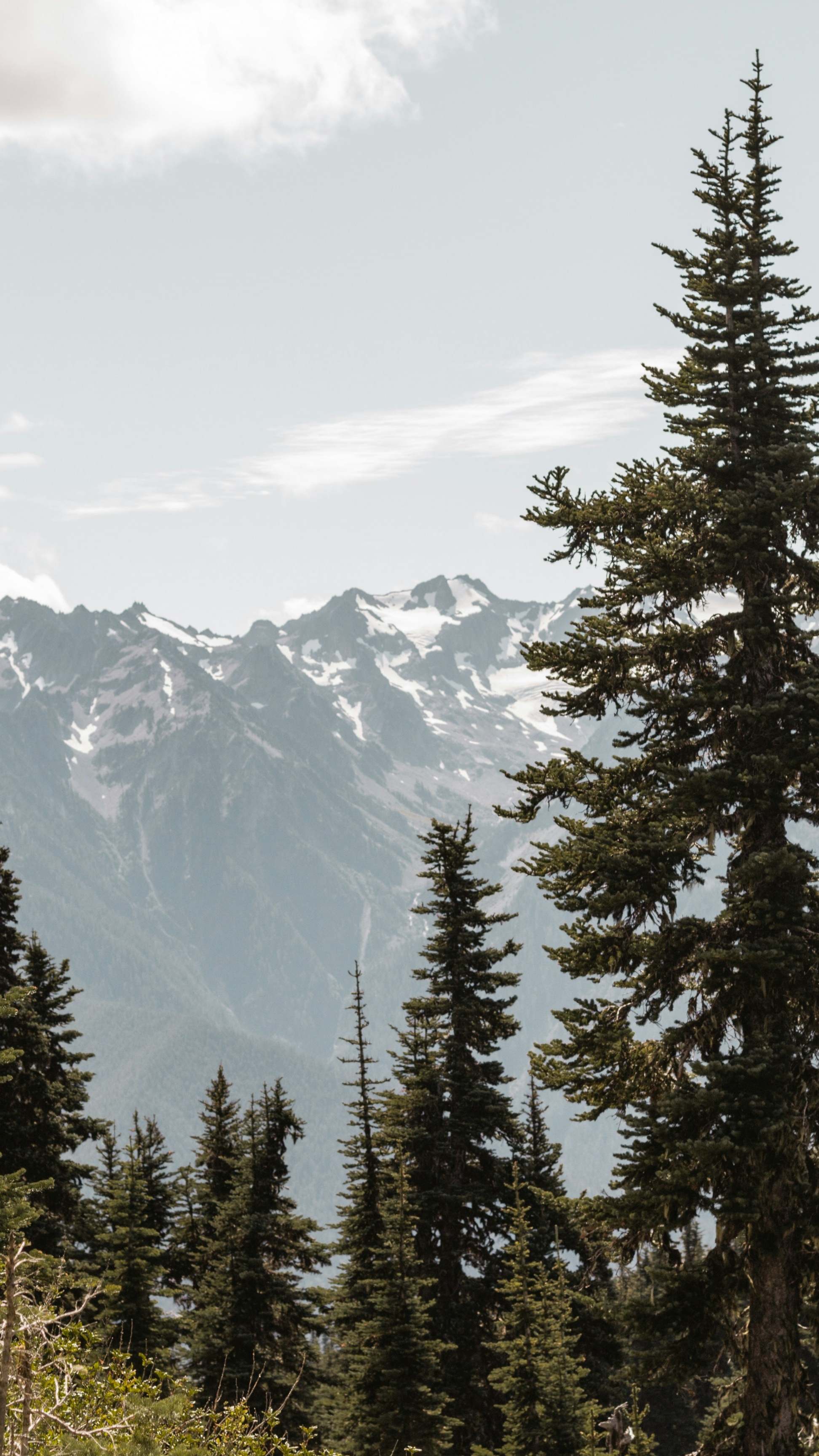 Snowy Mountain Range Behind Pine Forest