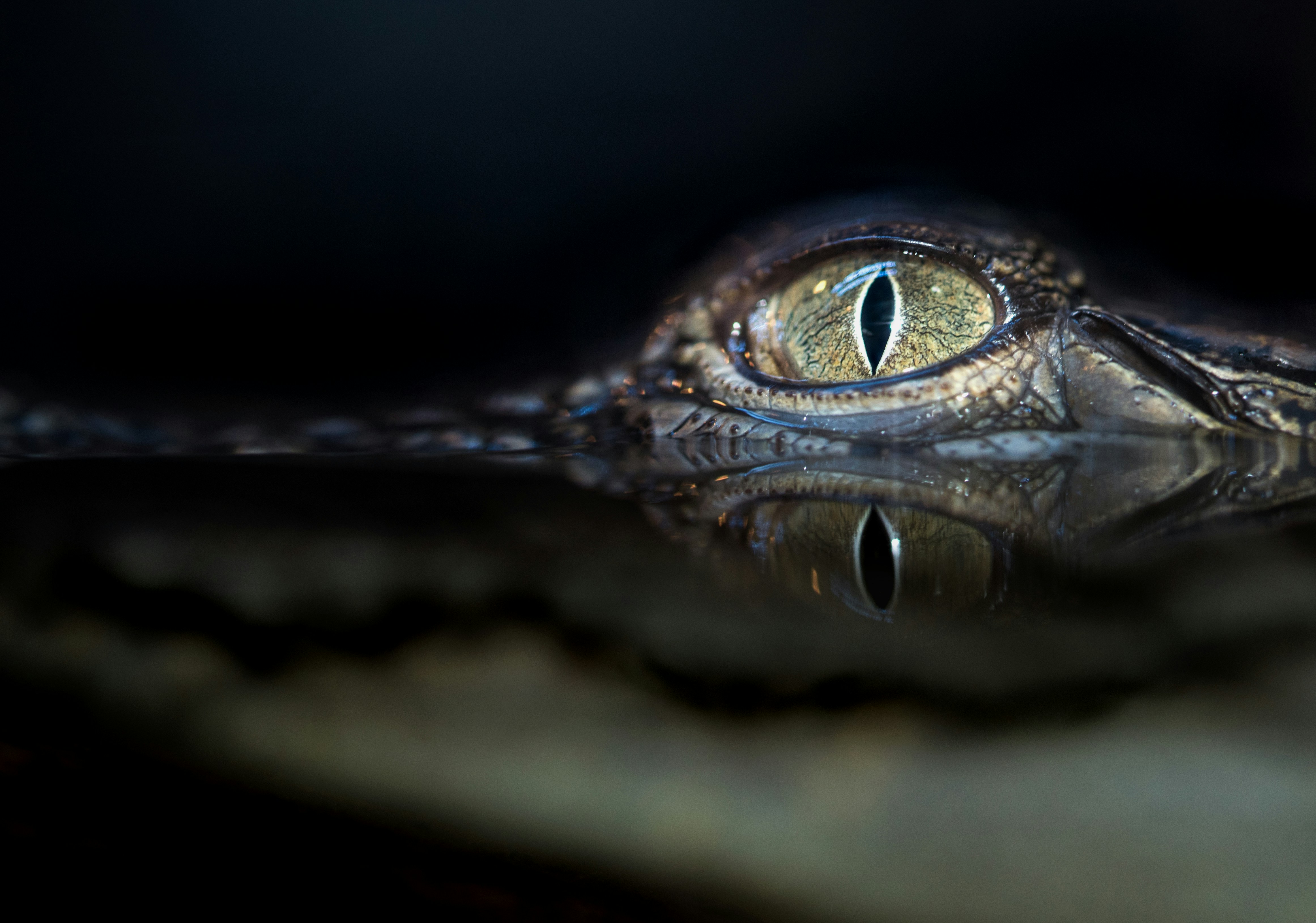 Crocodile Eye Above Water Surface