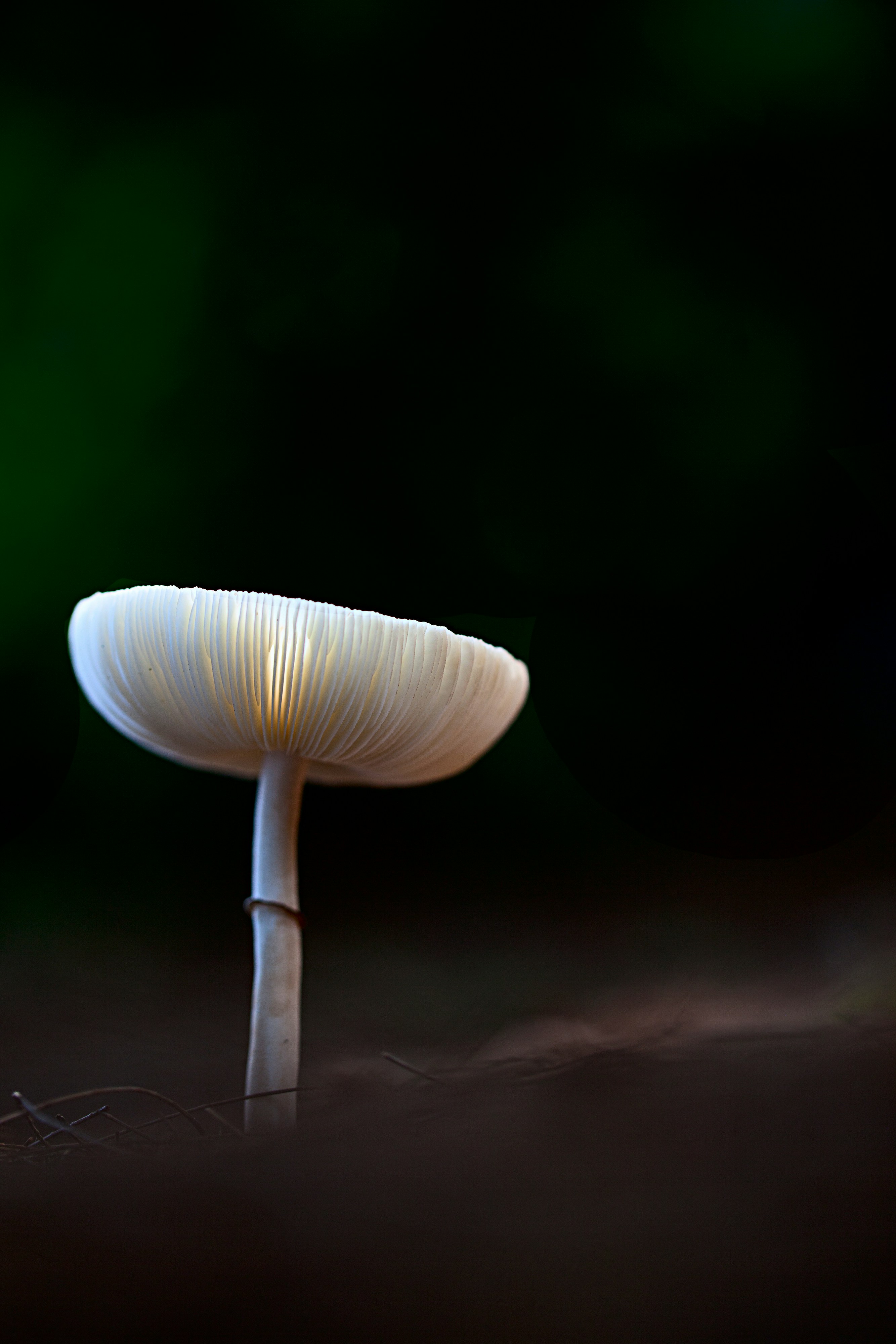 Single White Mushroom in Forest