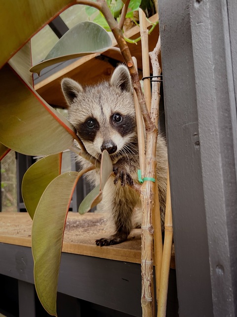 Curious Young Raccoon Peeking From Plants