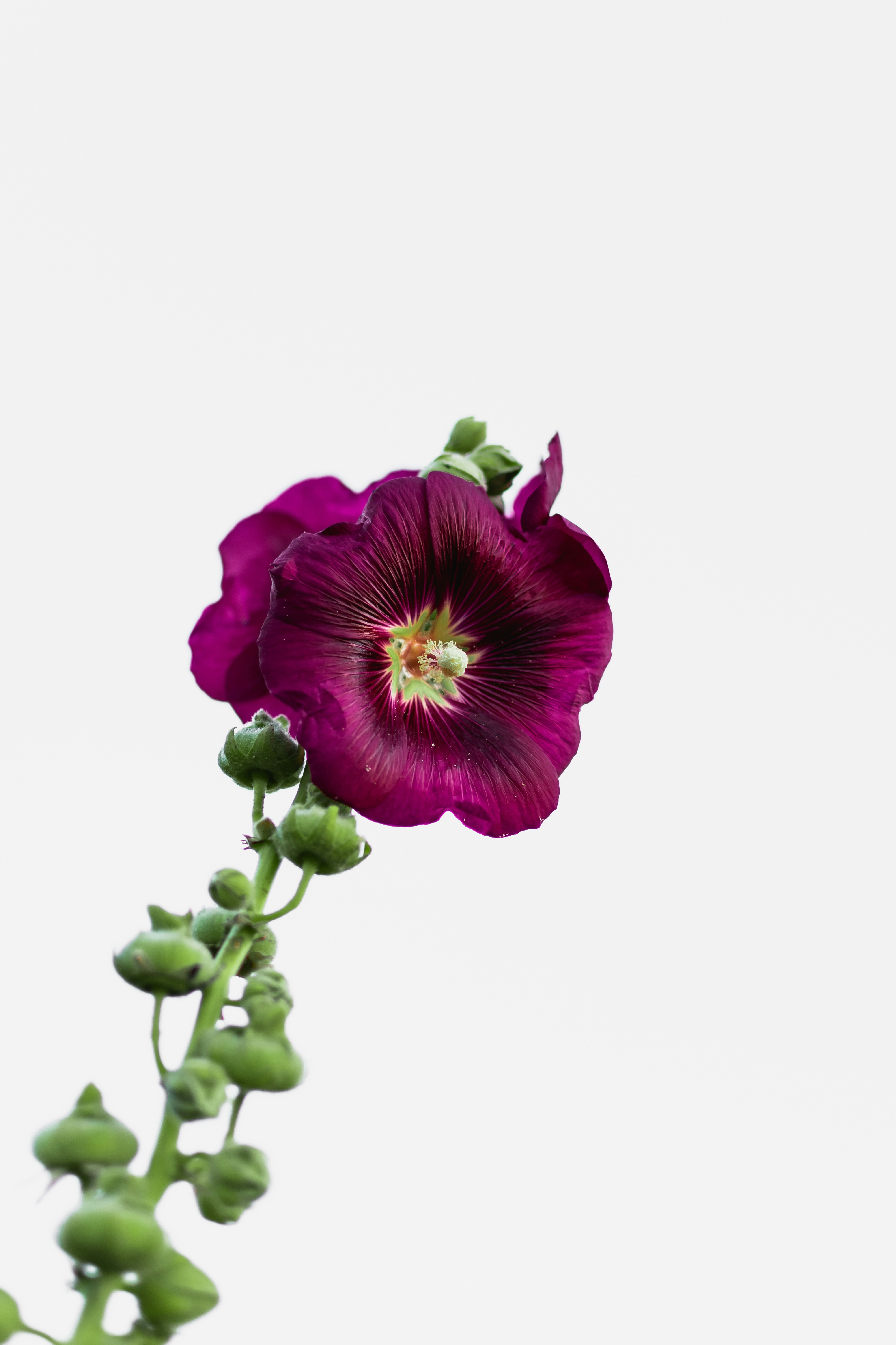 Deep Purple Hollyhock on White Background