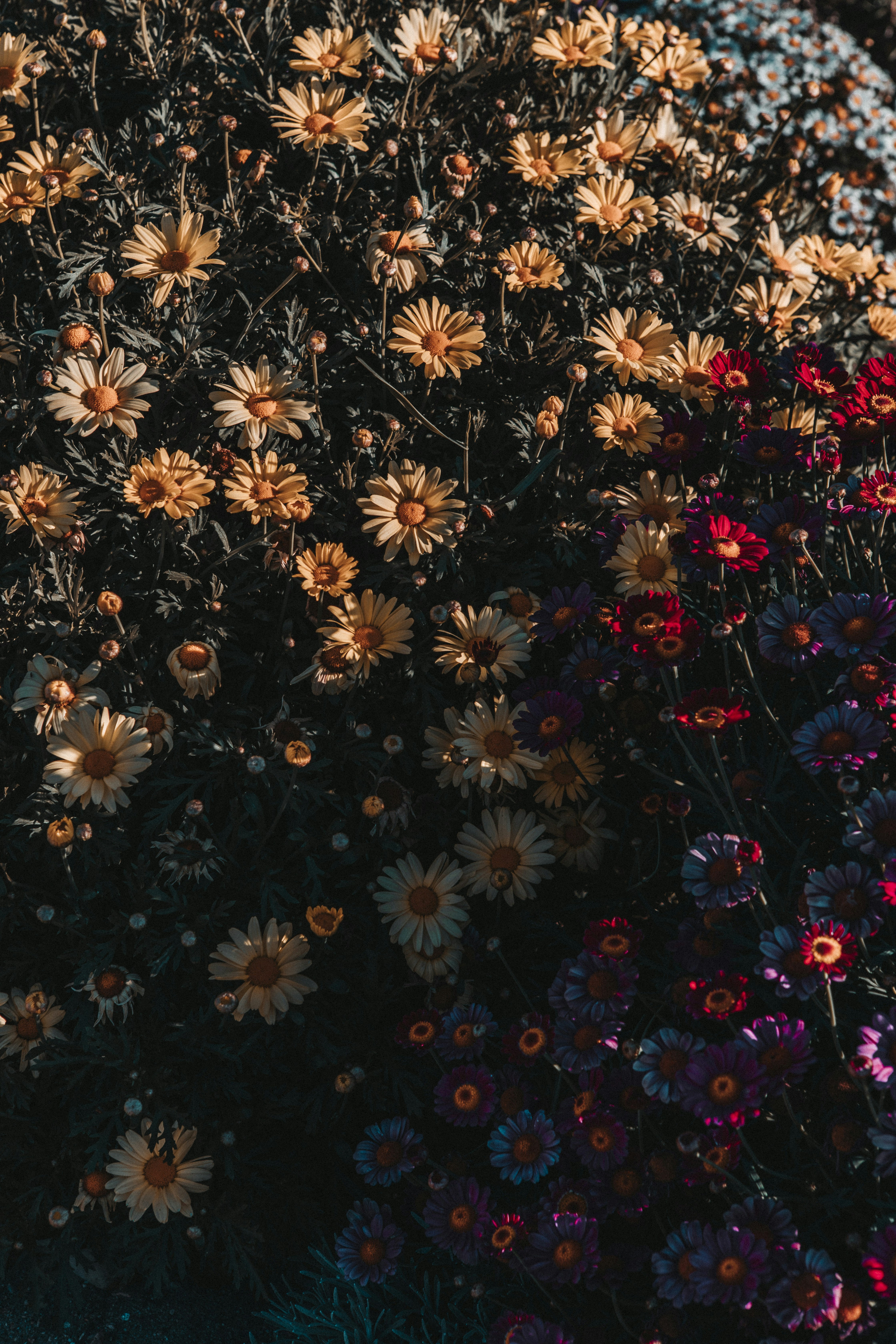 Sunlit Mixed Daisy Flower Bed