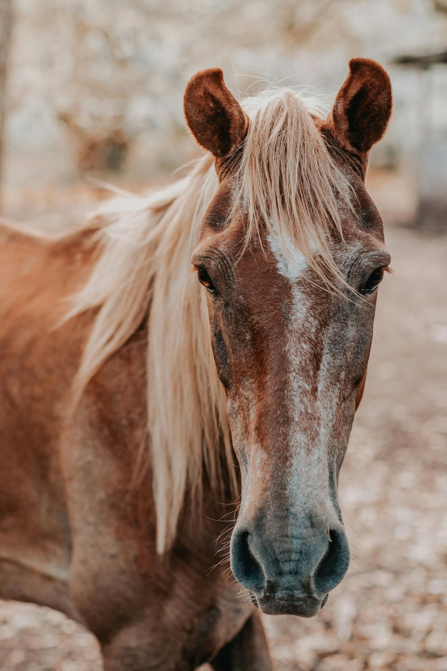 Close-up Portrait of a Chestnut Horse