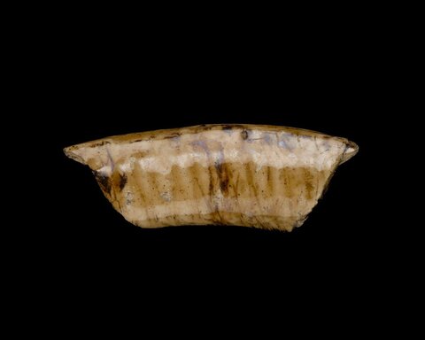 Fossilized Mammoth Tooth Fragment