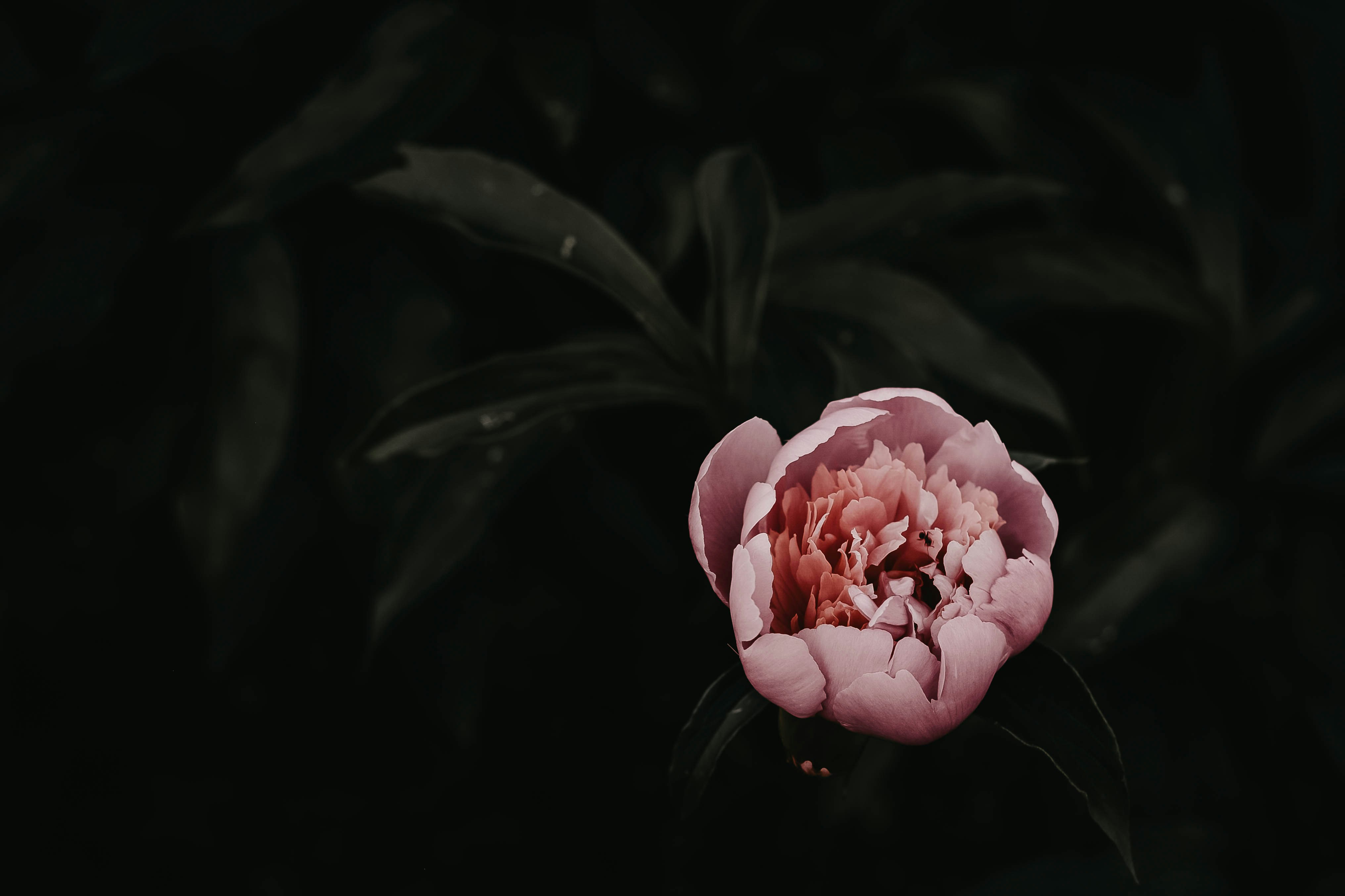 Pink Peony against Dark Foliage