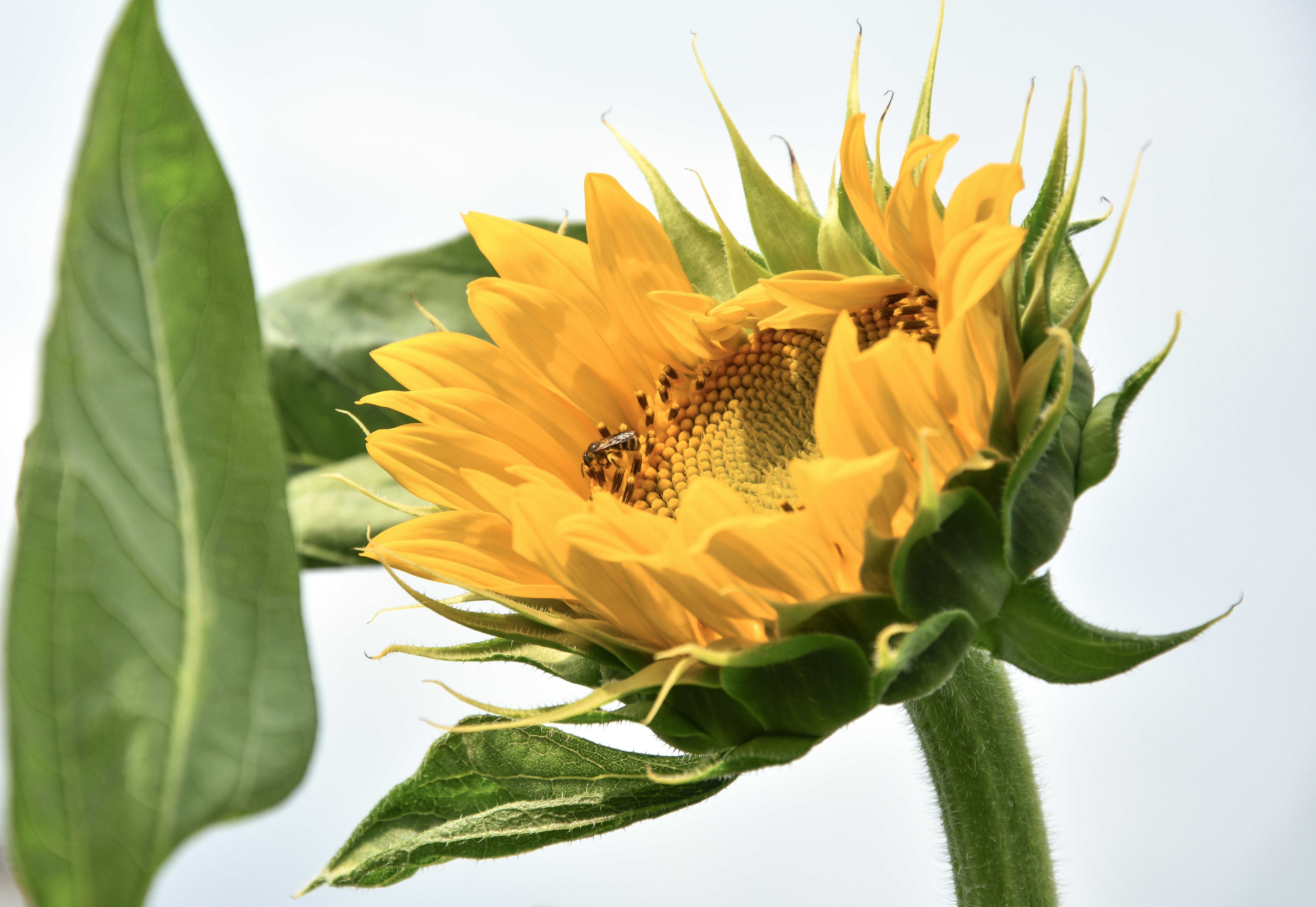 Double-headed Sunflower with Bee