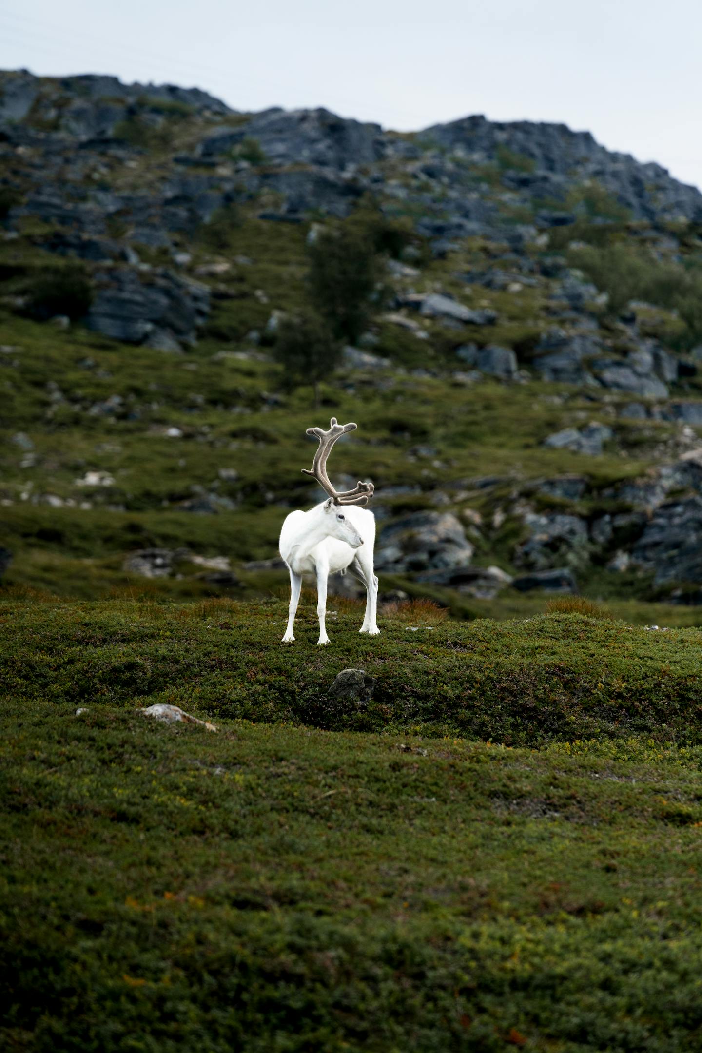 White Reindeer on Rocky Hillside