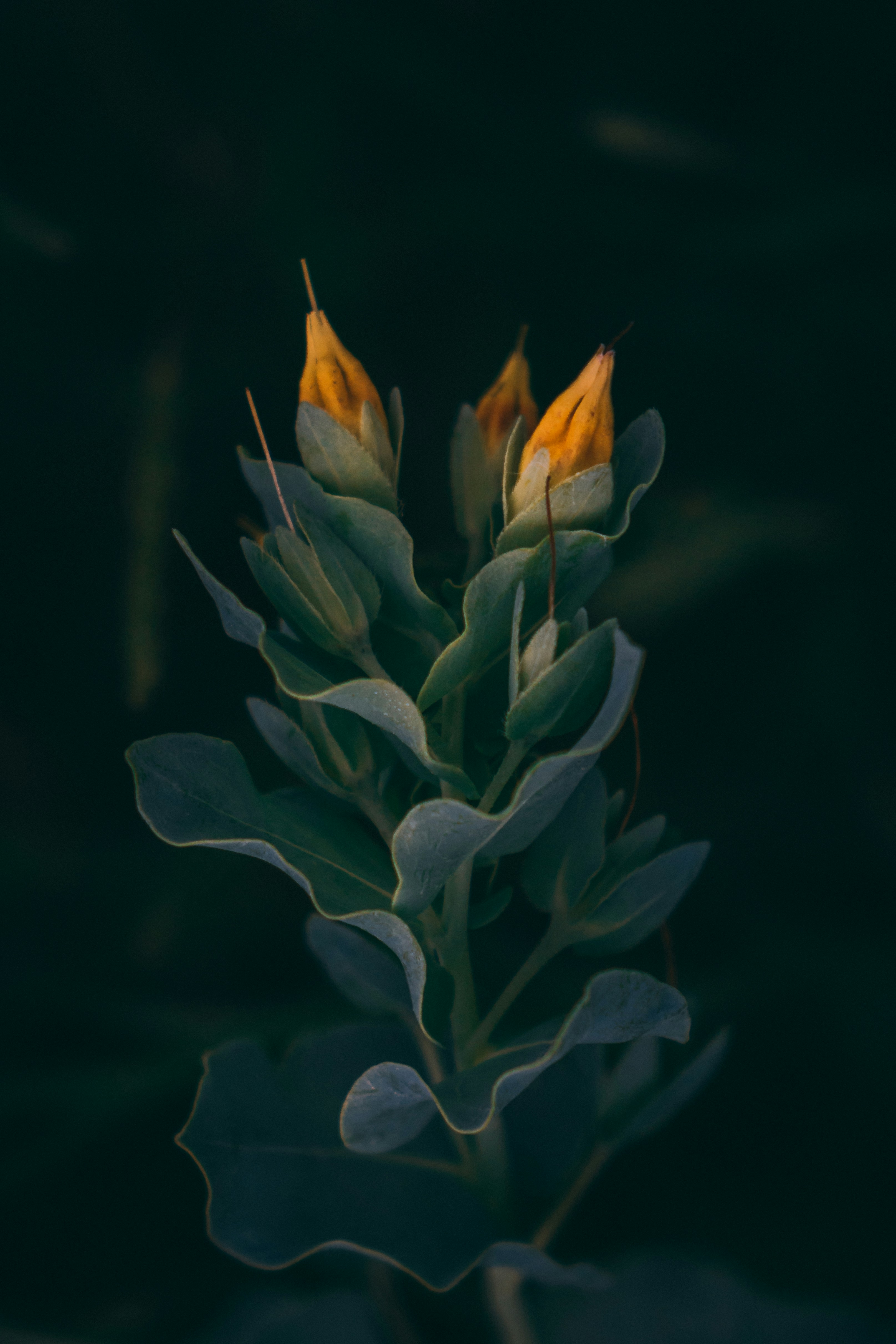 Unopened Yellow Flower Buds