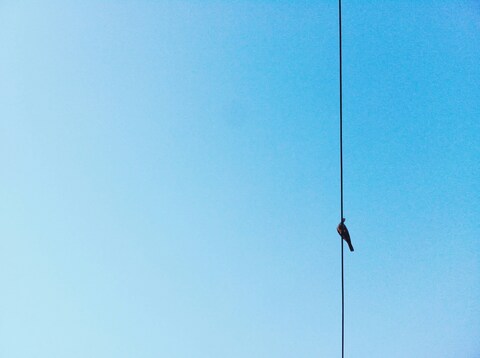 Bird Perched on Wire Against Blue Sky