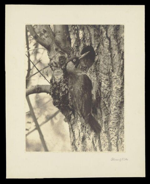 Woodpecker Perched By Tree Nest Hole