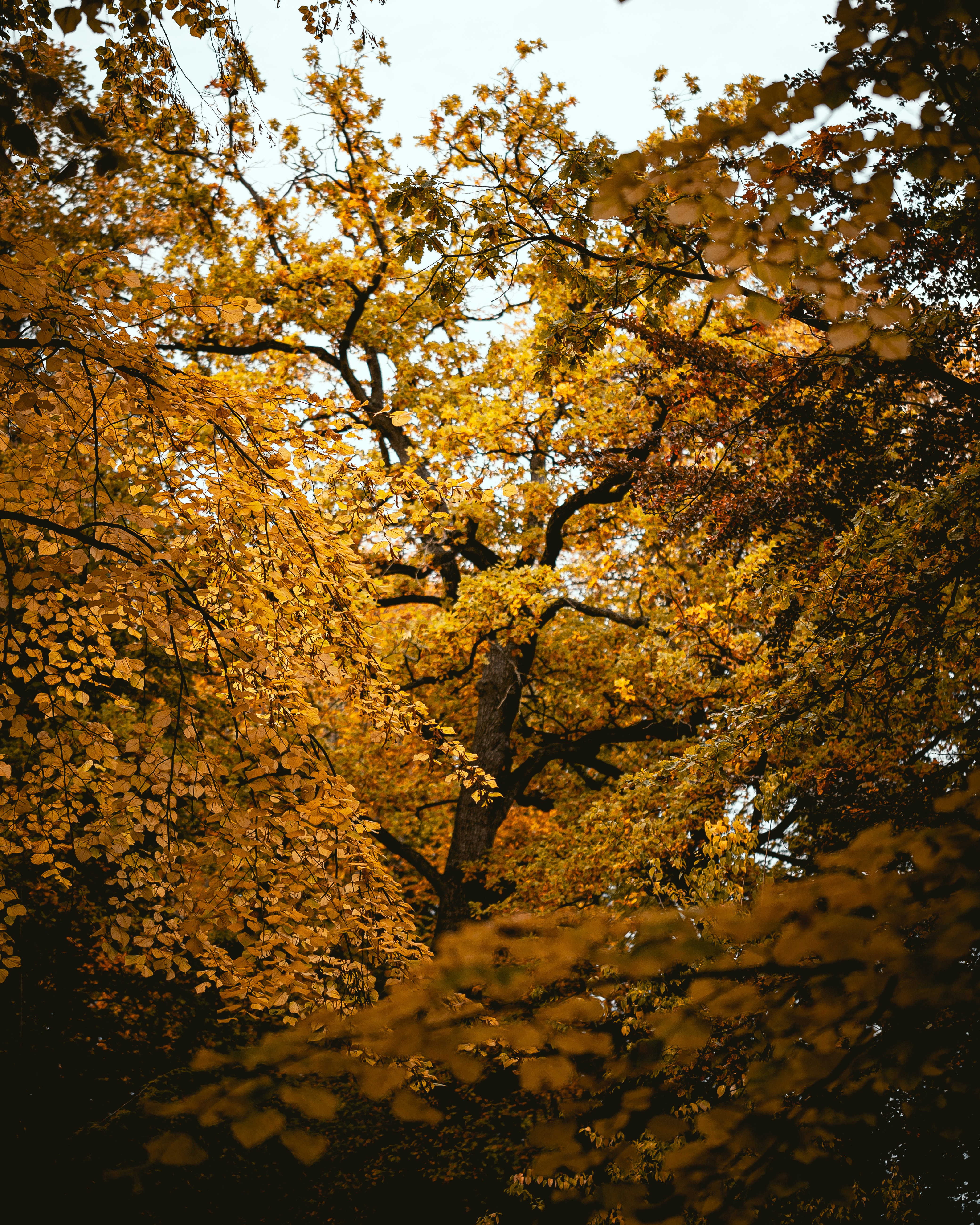 Golden Autumn Forest Canopy