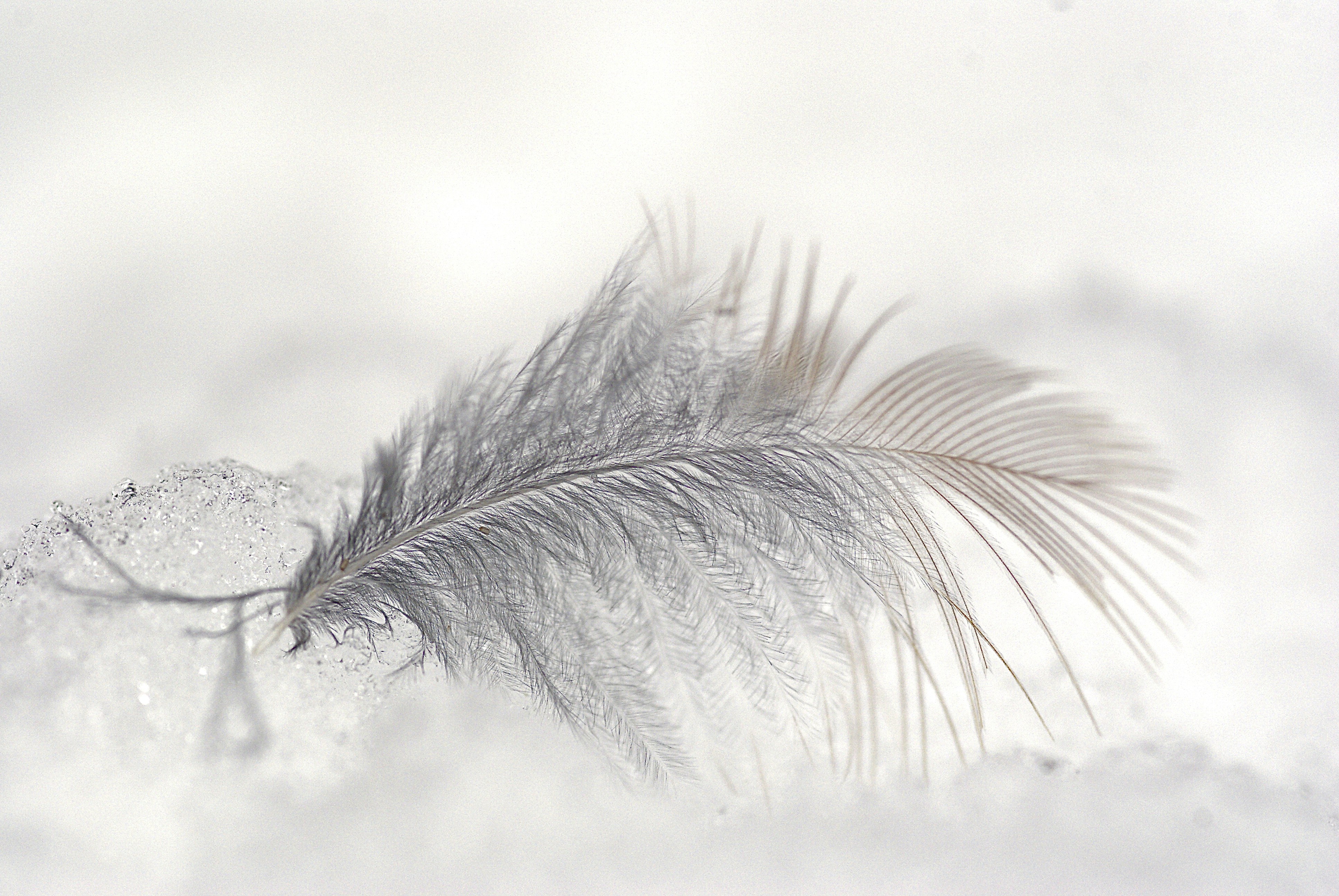 Gray Feather Resting on Snow