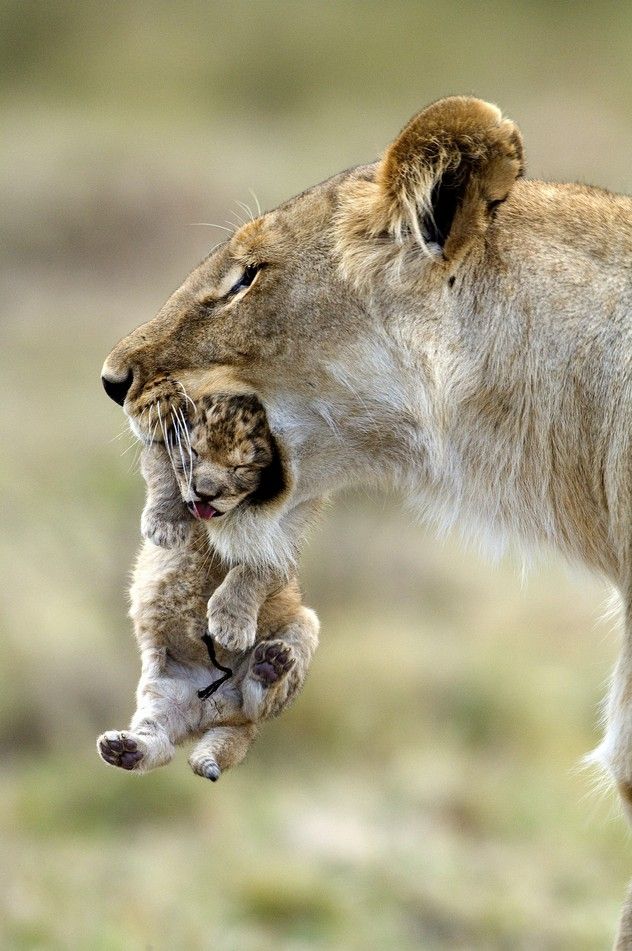 Lioness Carrying Her Lion Cub