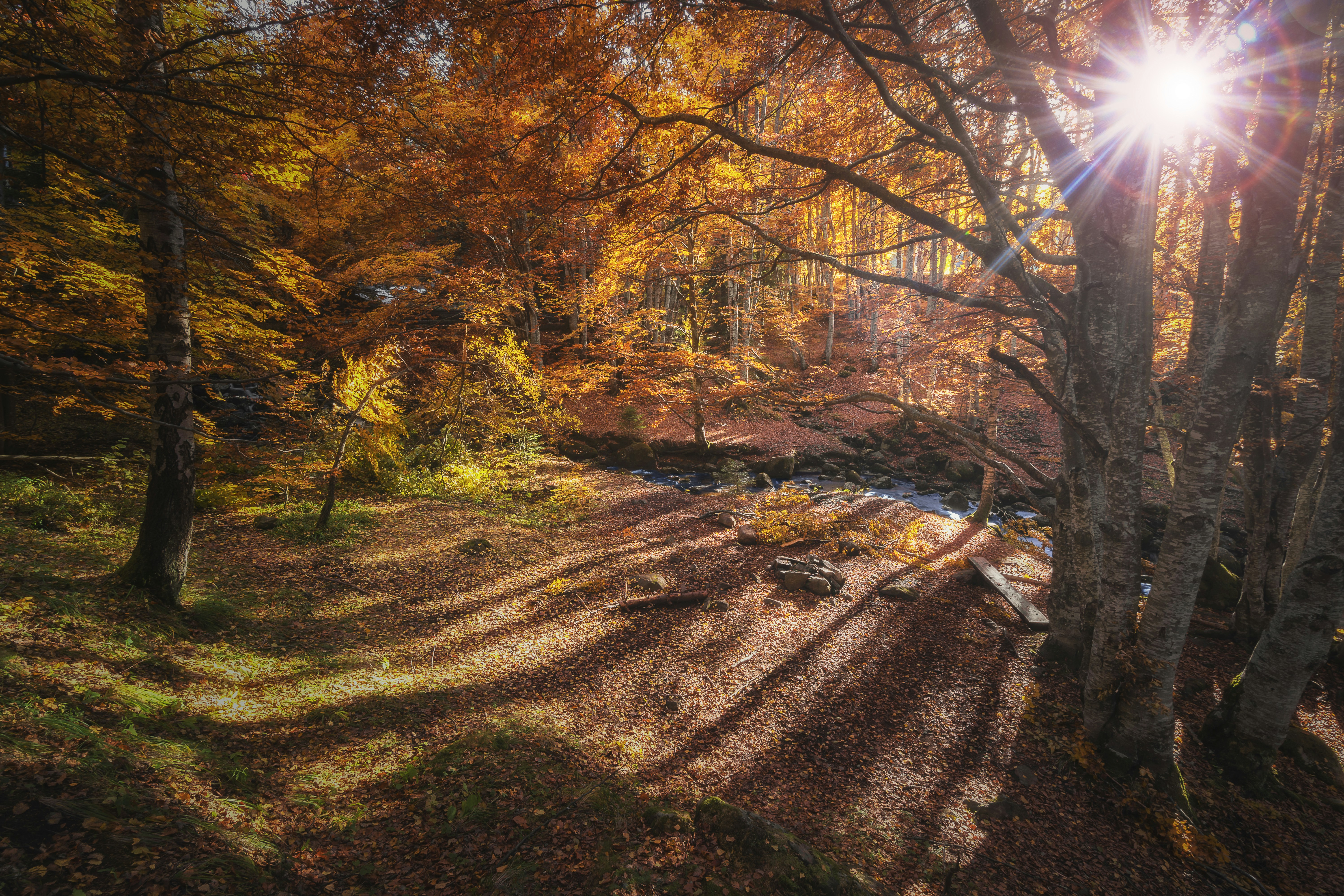 Sunlit Autumn Forest Stream