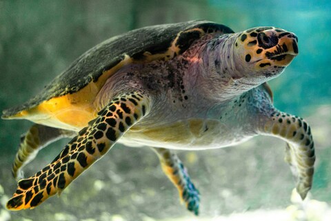 Hawksbill Sea Turtle Underwater
