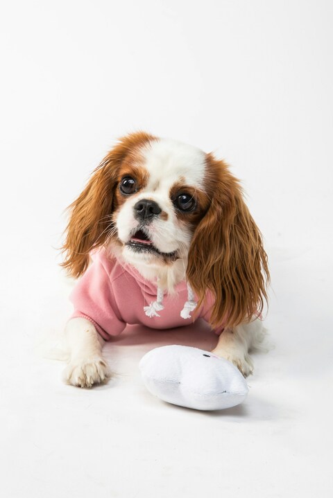 Cavalier Spaniel in Pink Hoodie