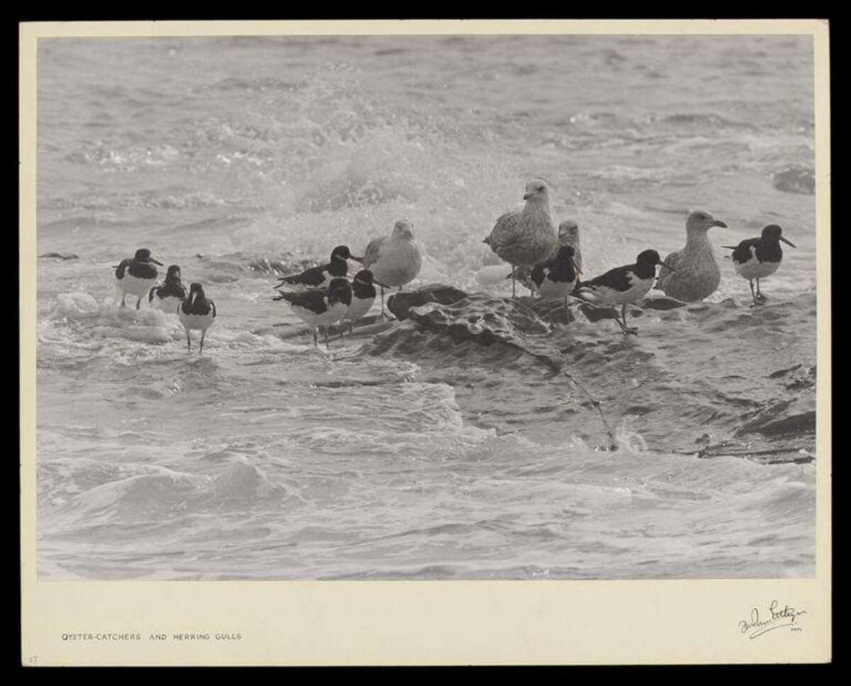 Oystercatchers and Herring Gulls by the Sea