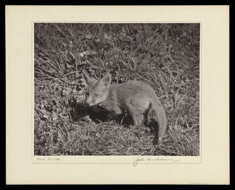 Fox Cub in Tall Grass