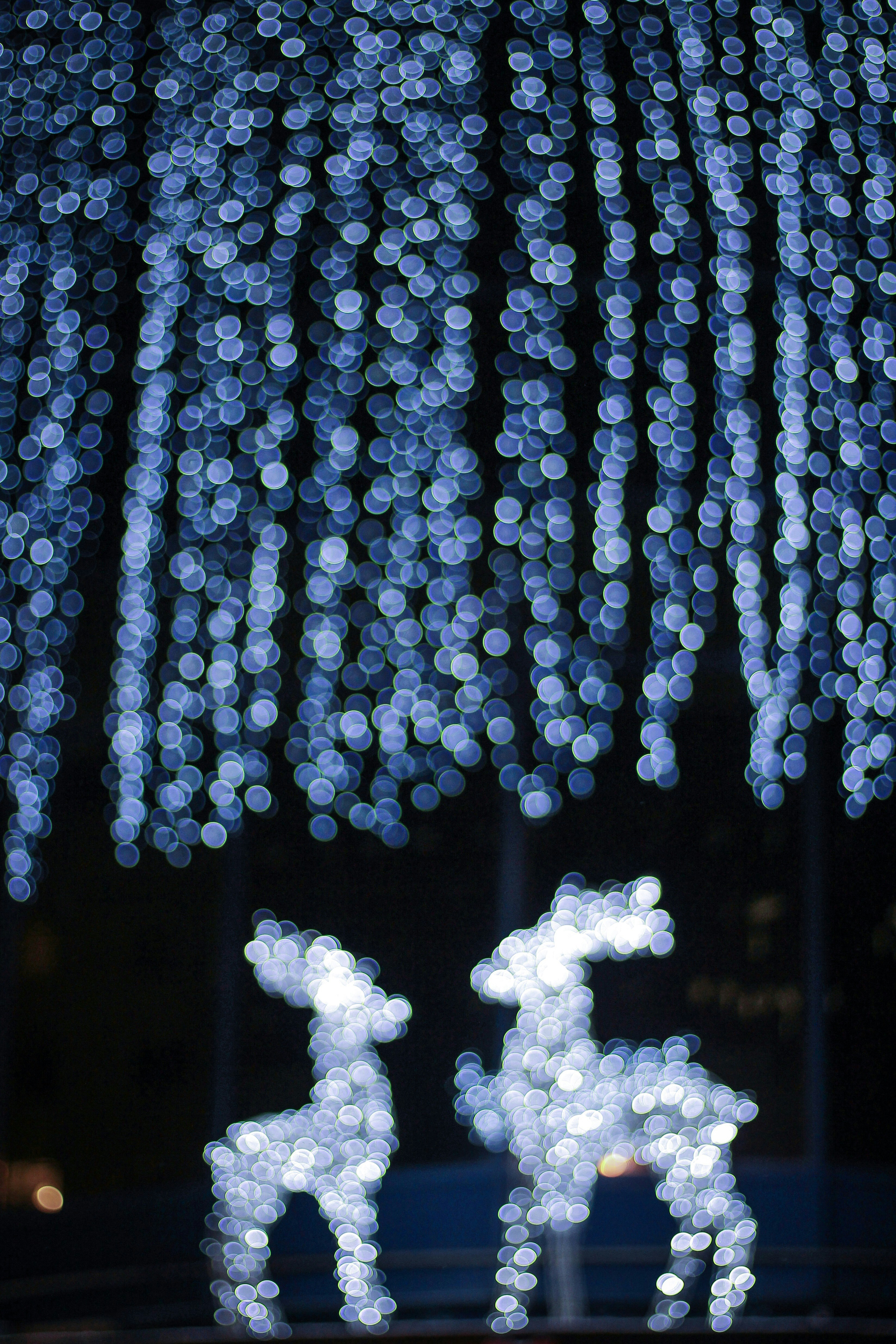 Glowing Reindeer Lights at Night