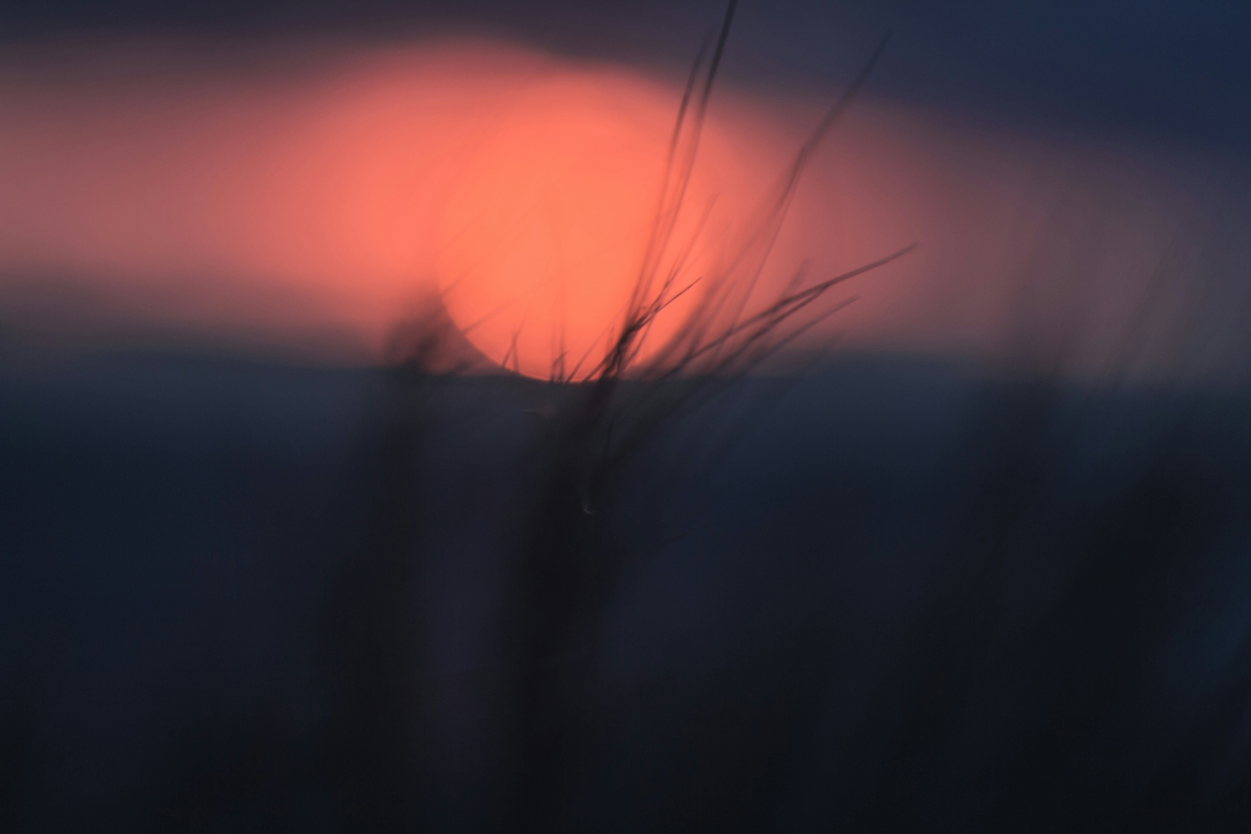 Blurred Sunset Through Grass Reeds