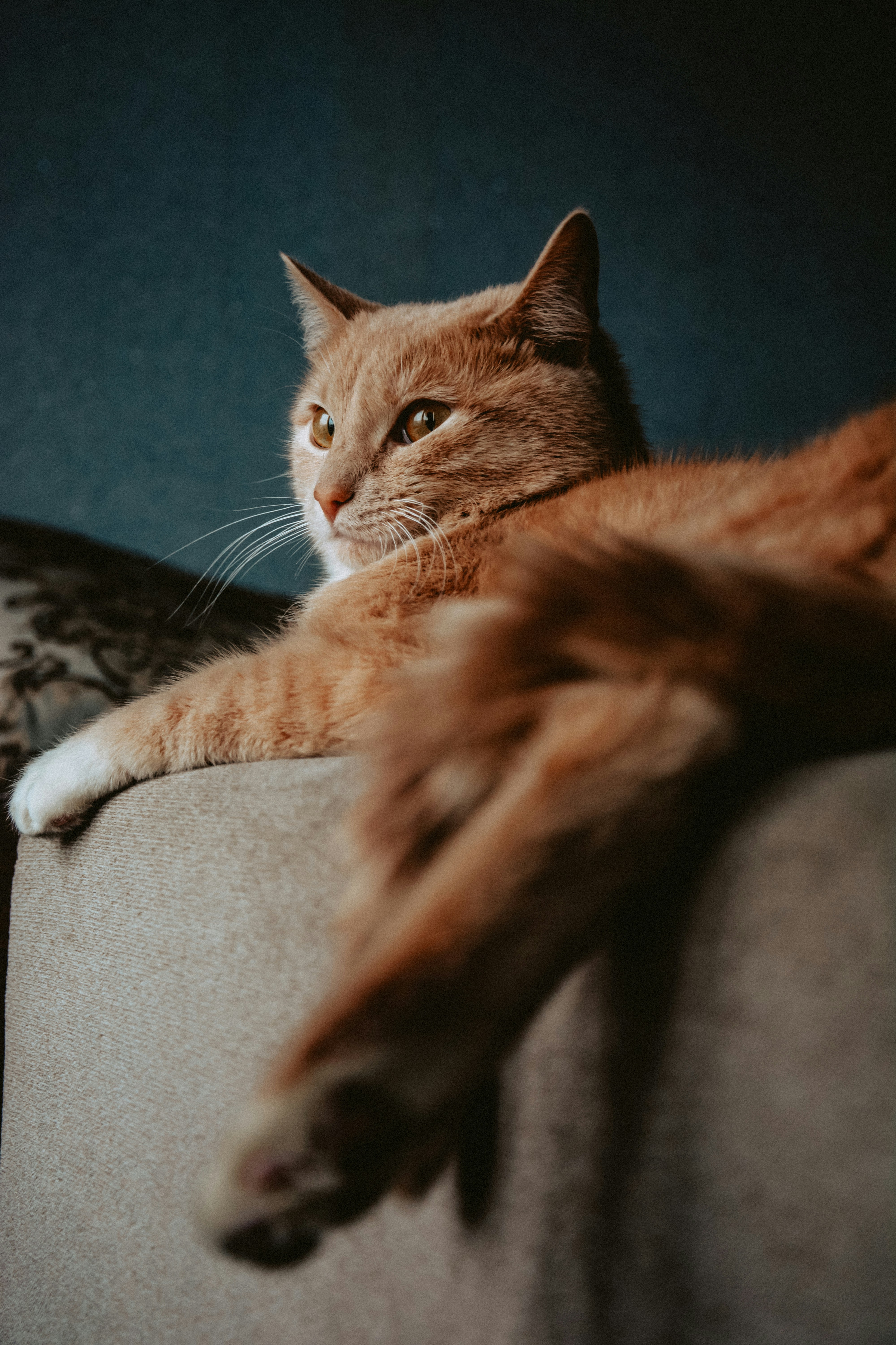 Ginger Cat Lounging on Sofa