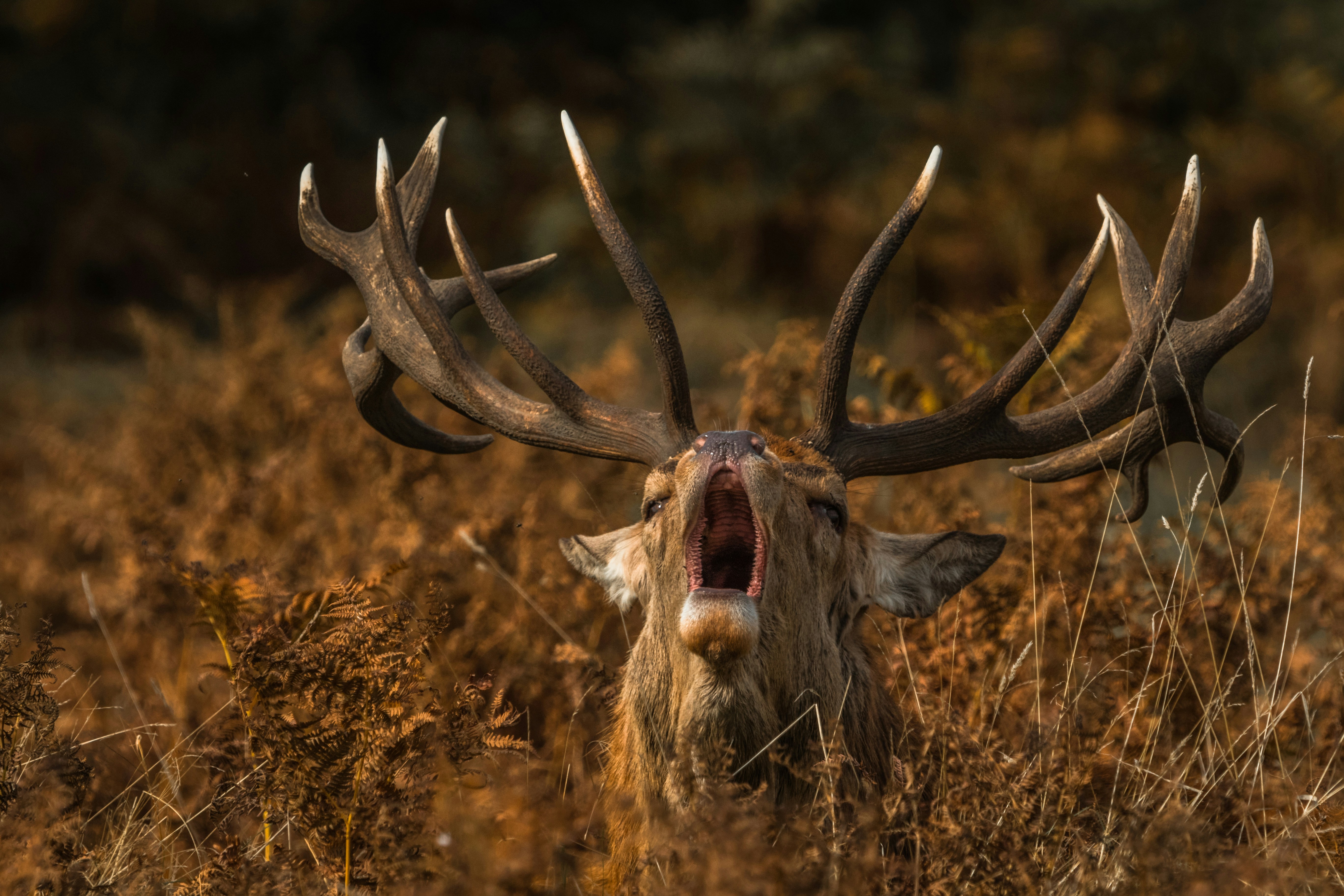 Roaring Stag in Autumn Grass