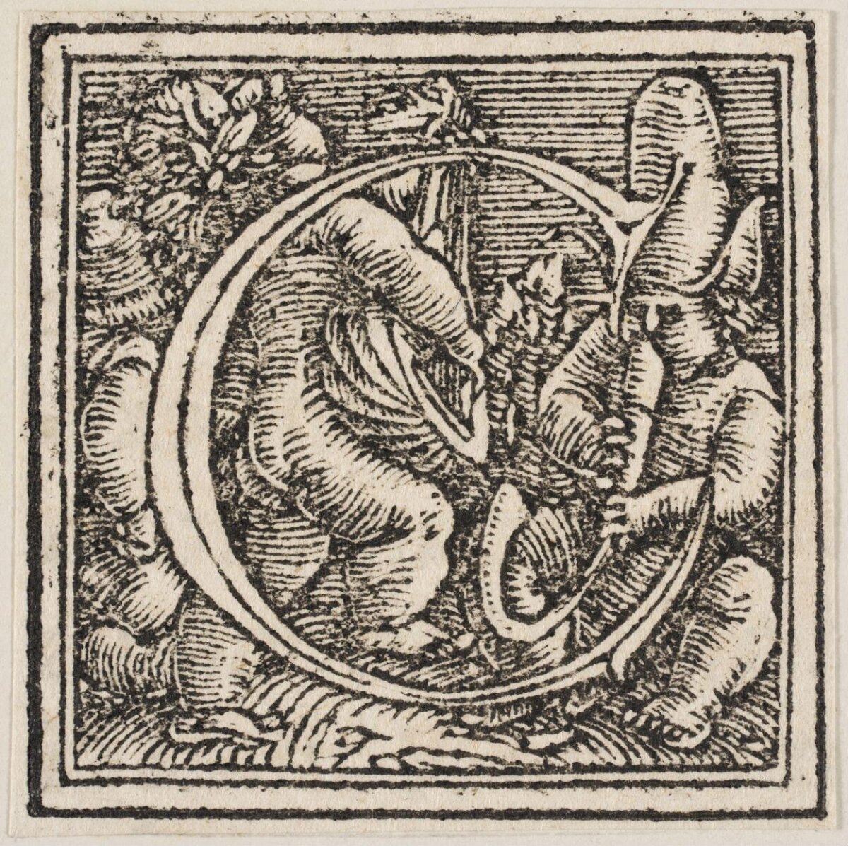 Woodcut Ornamental Initial C