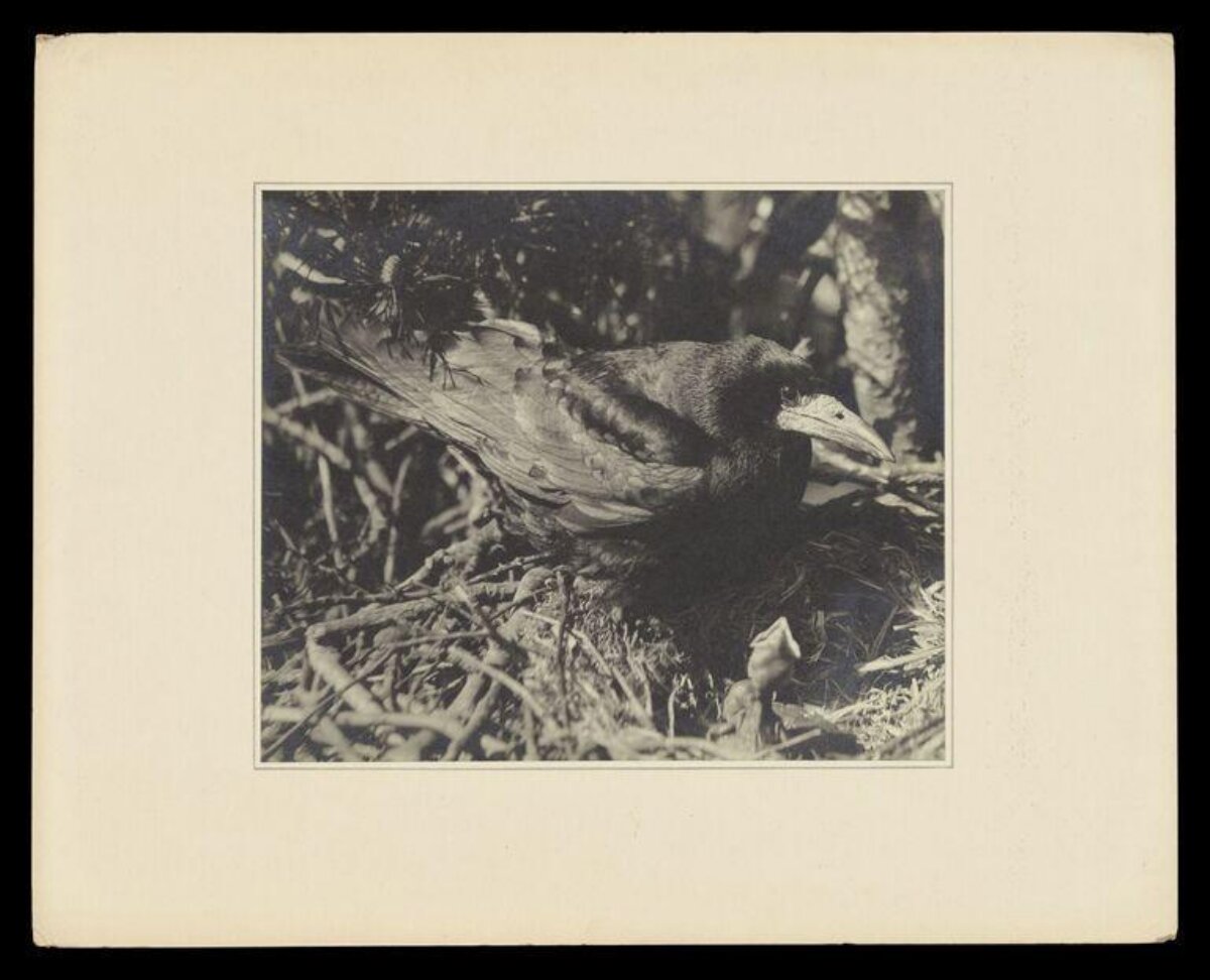 Vintage Photograph of Rook on Nest