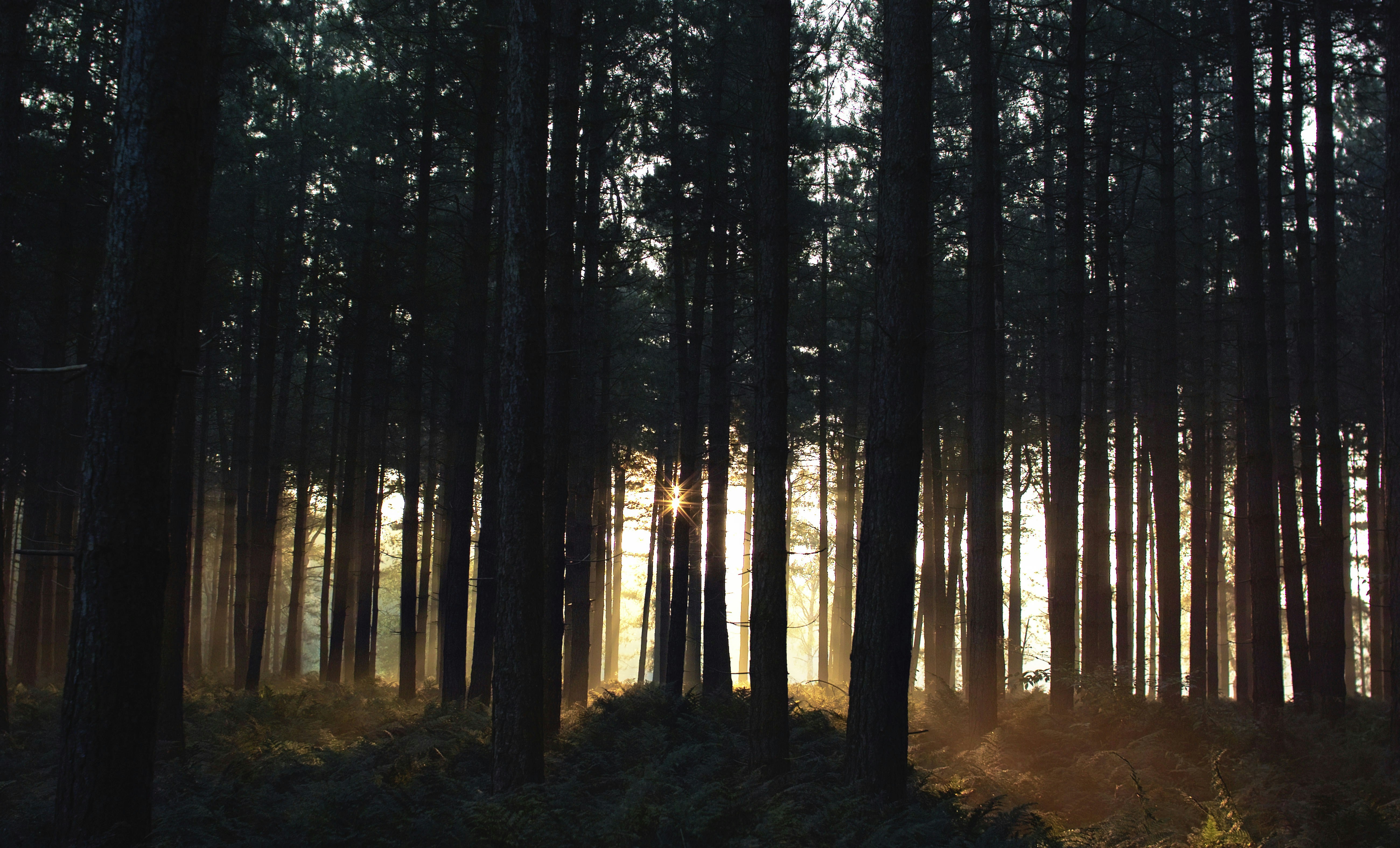 Sunlight Through Dense Pine Forest