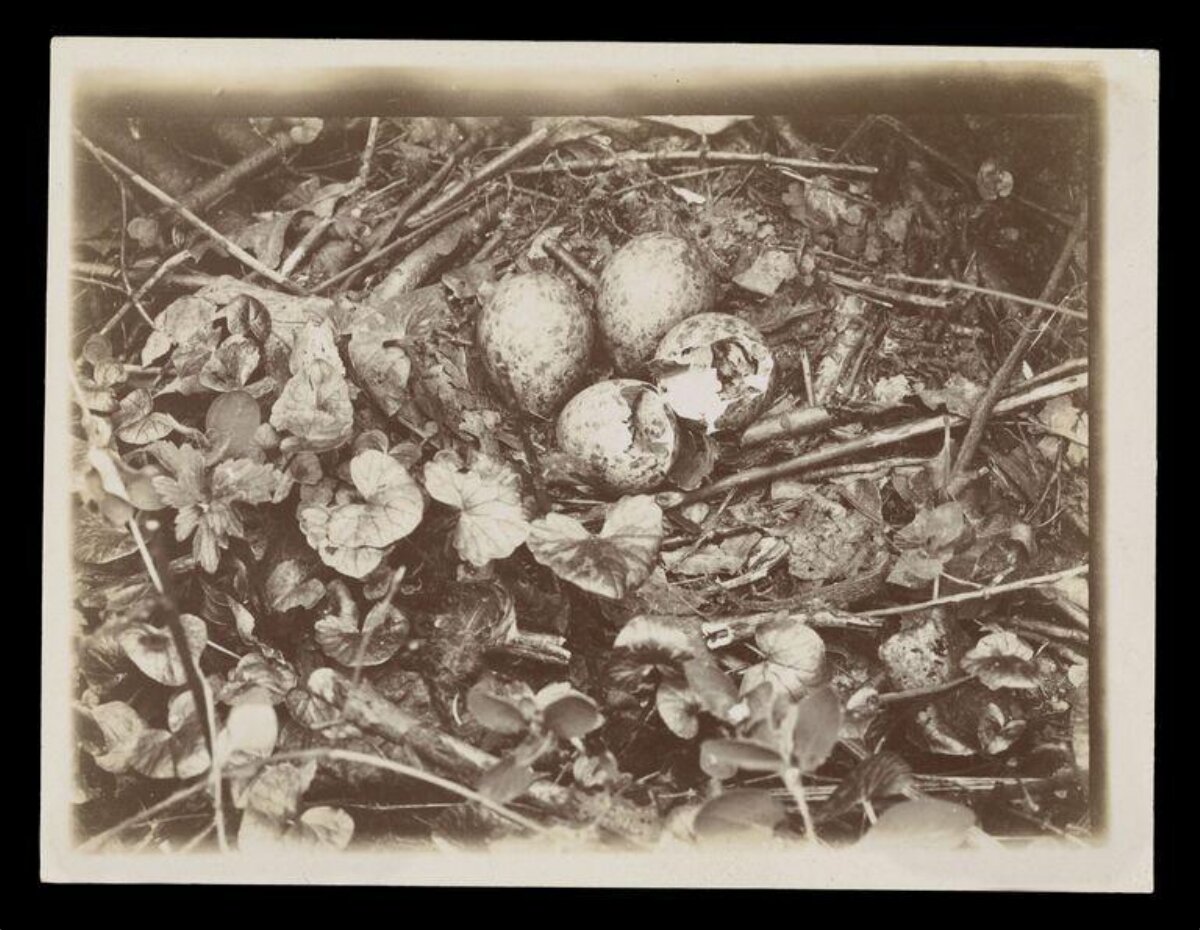 Vintage Photo of Bird Nest with Eggs