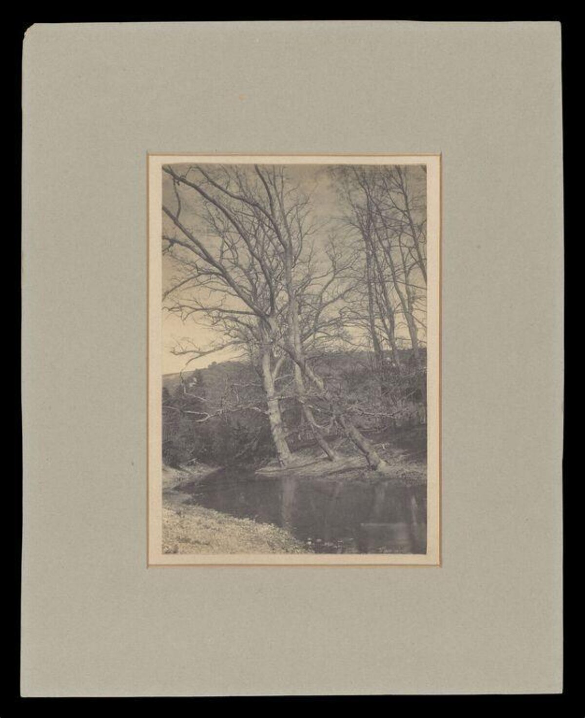 Vintage Leafless Trees by Stream