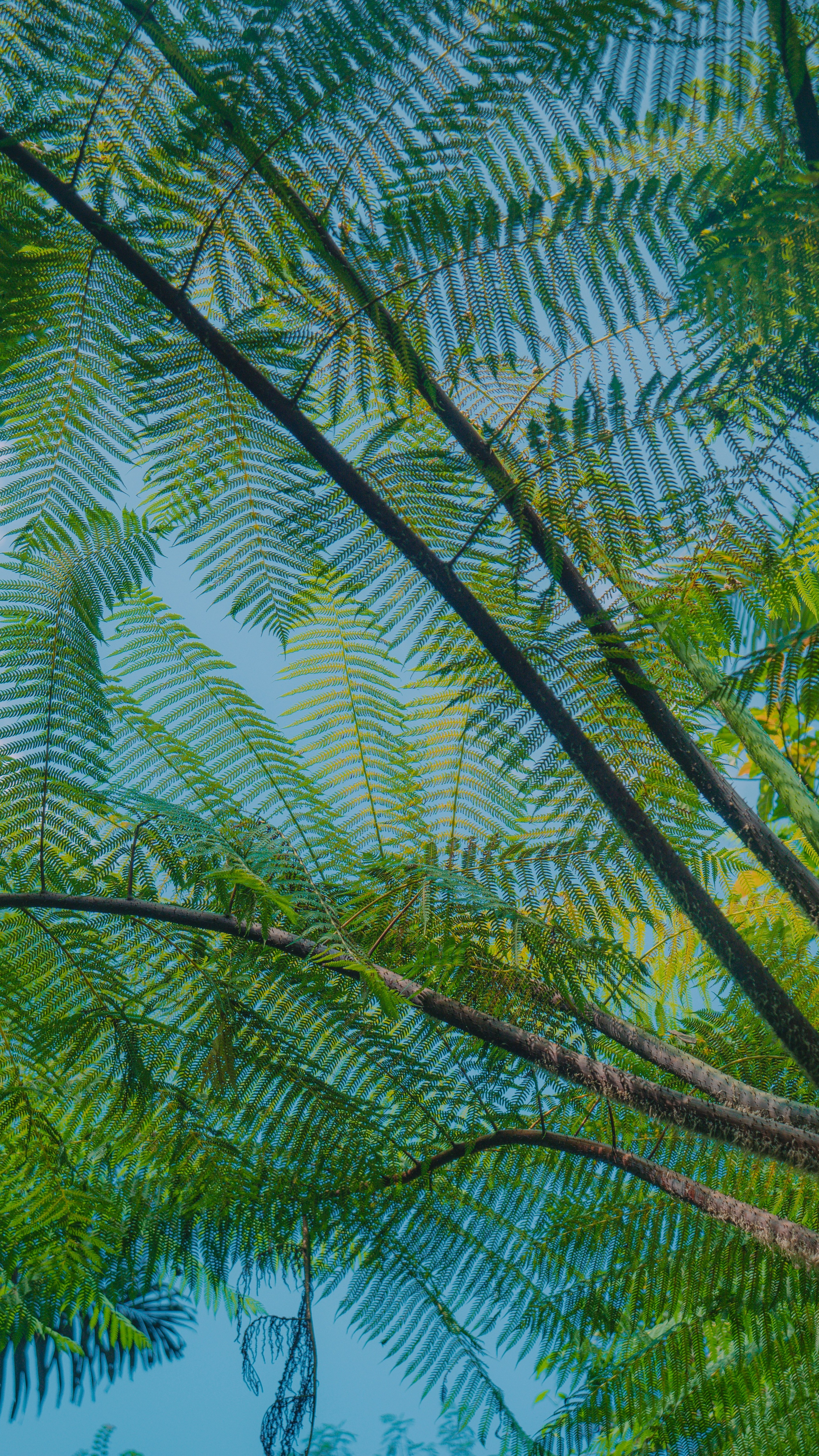 Low Angle Tree Canopy Under Blue Sky