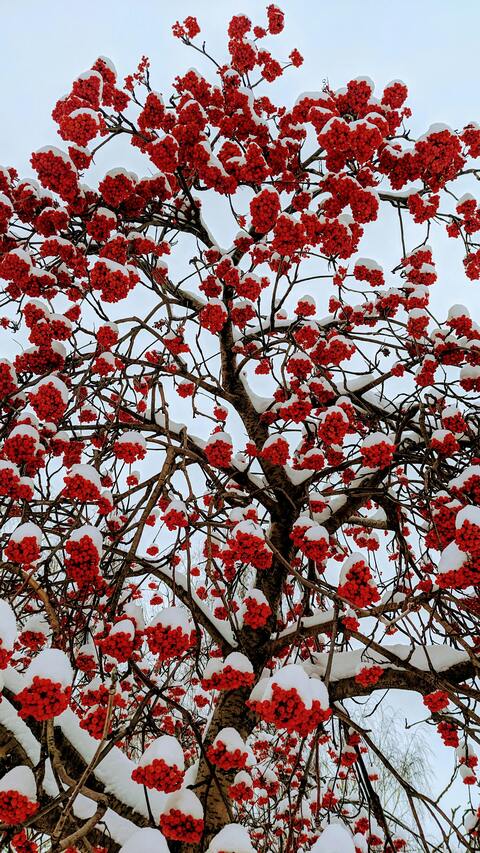 Snow-covered Red Rowan Tree