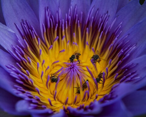 Bees Gathering on Purple Water Lily