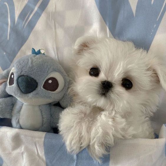 Image 32731 — Pets