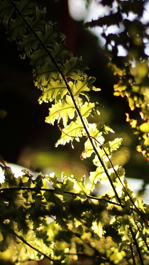 Backlit Fern Fronds in Sunlight
