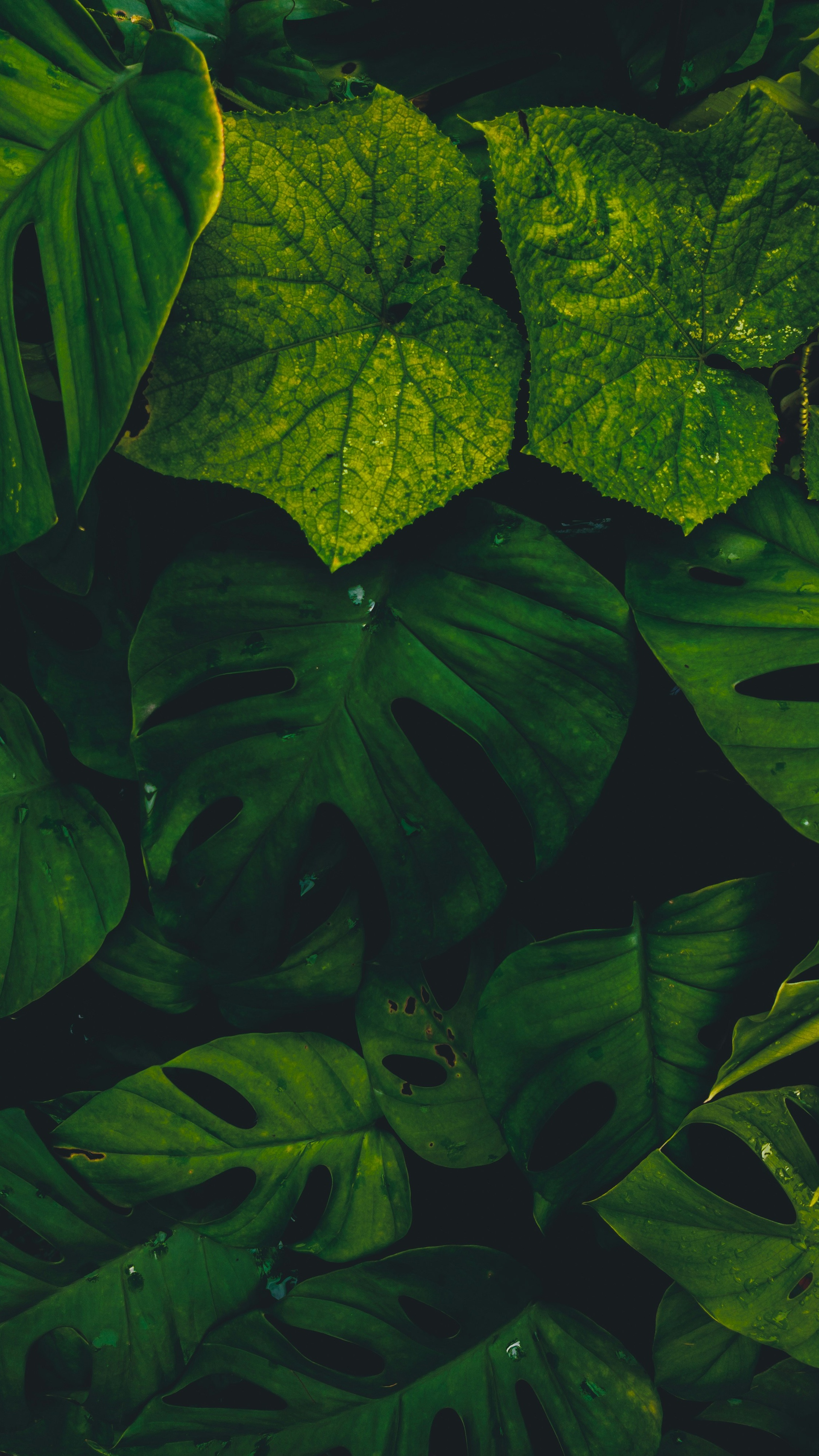 Wallpapers