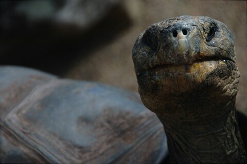 Close-up of Giant Tortoise Head