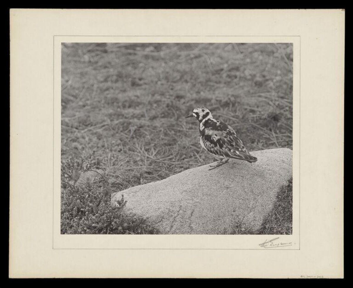 Wild Bird Perched on Rock