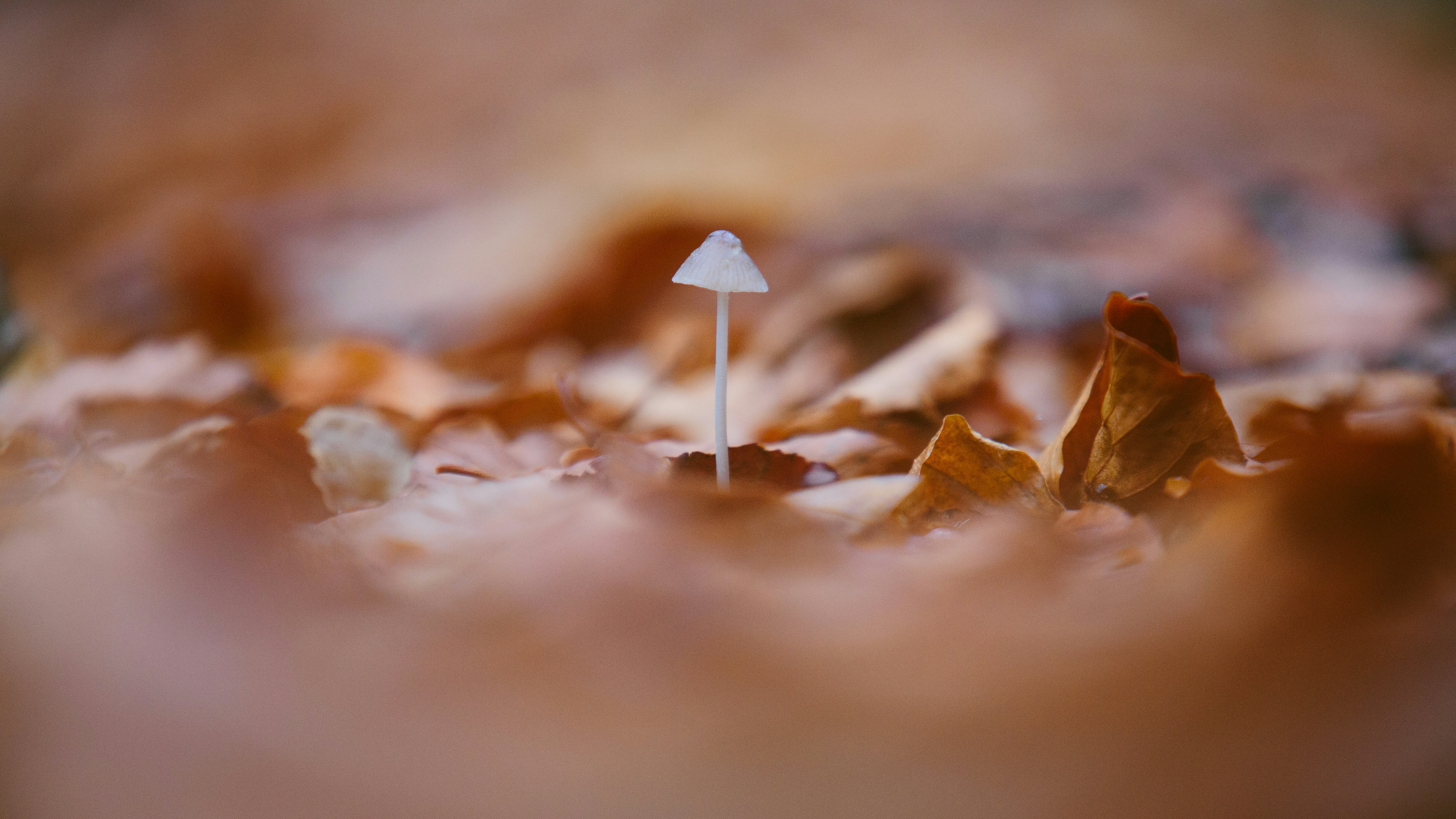 Tiny Mushroom Among Autumn Fallen Leaves — Plant Encyclopedia